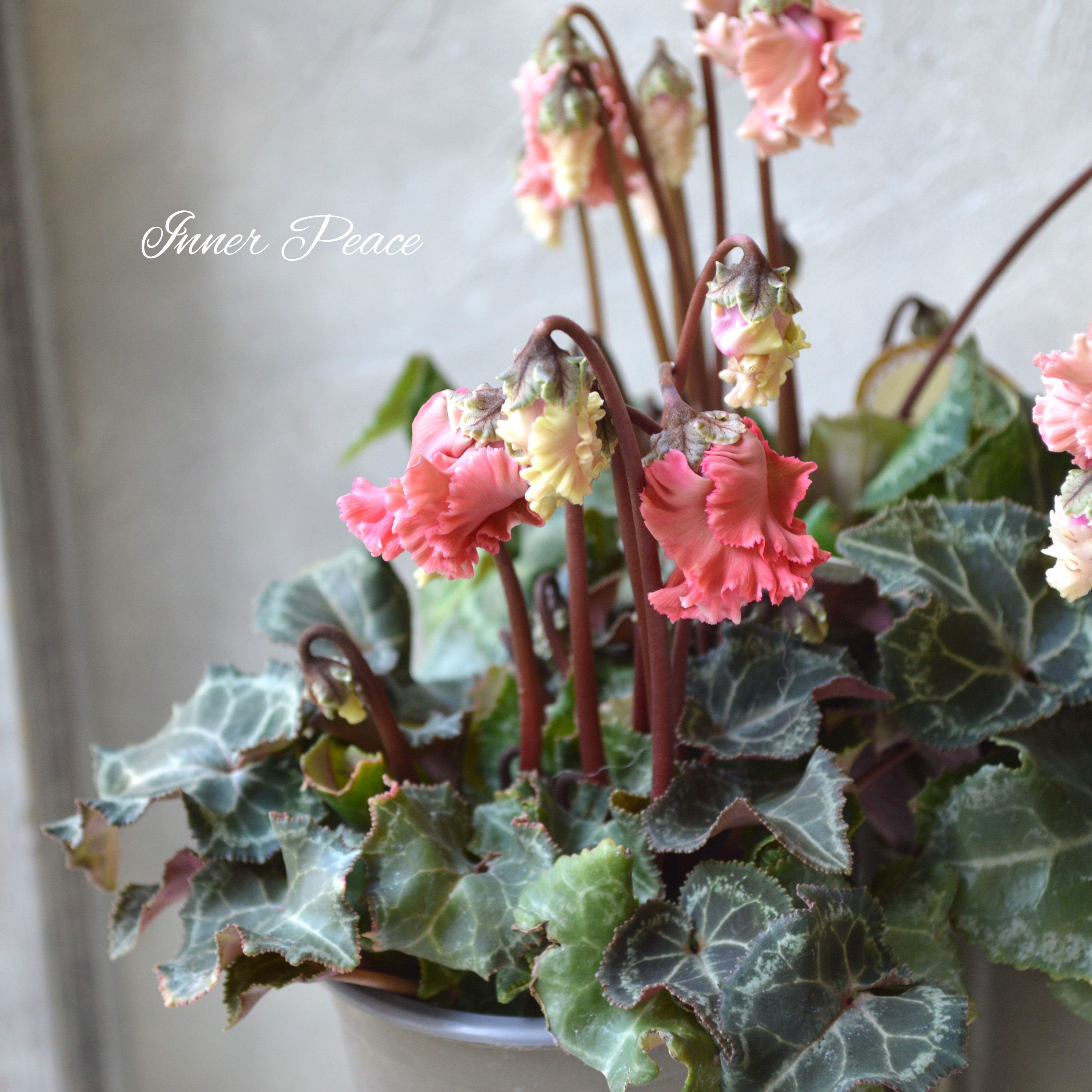 【希少】 ガーデンシクラメン 『森の妖精・アンティーク』 3寸ロング硬質POT