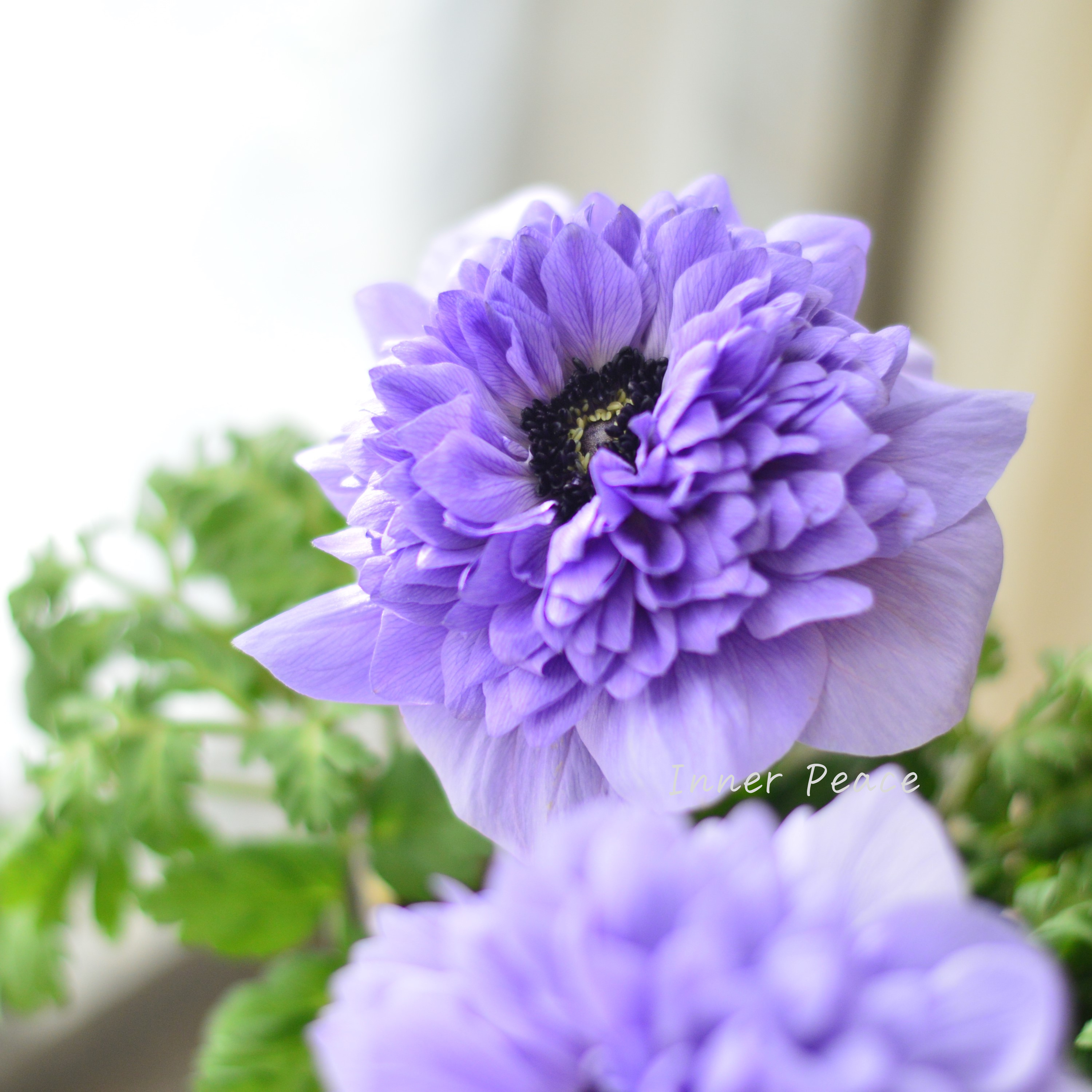 【希少】 アネモネ レバンテ 『アズーロ・ライトブルー』 3寸ロングPOT