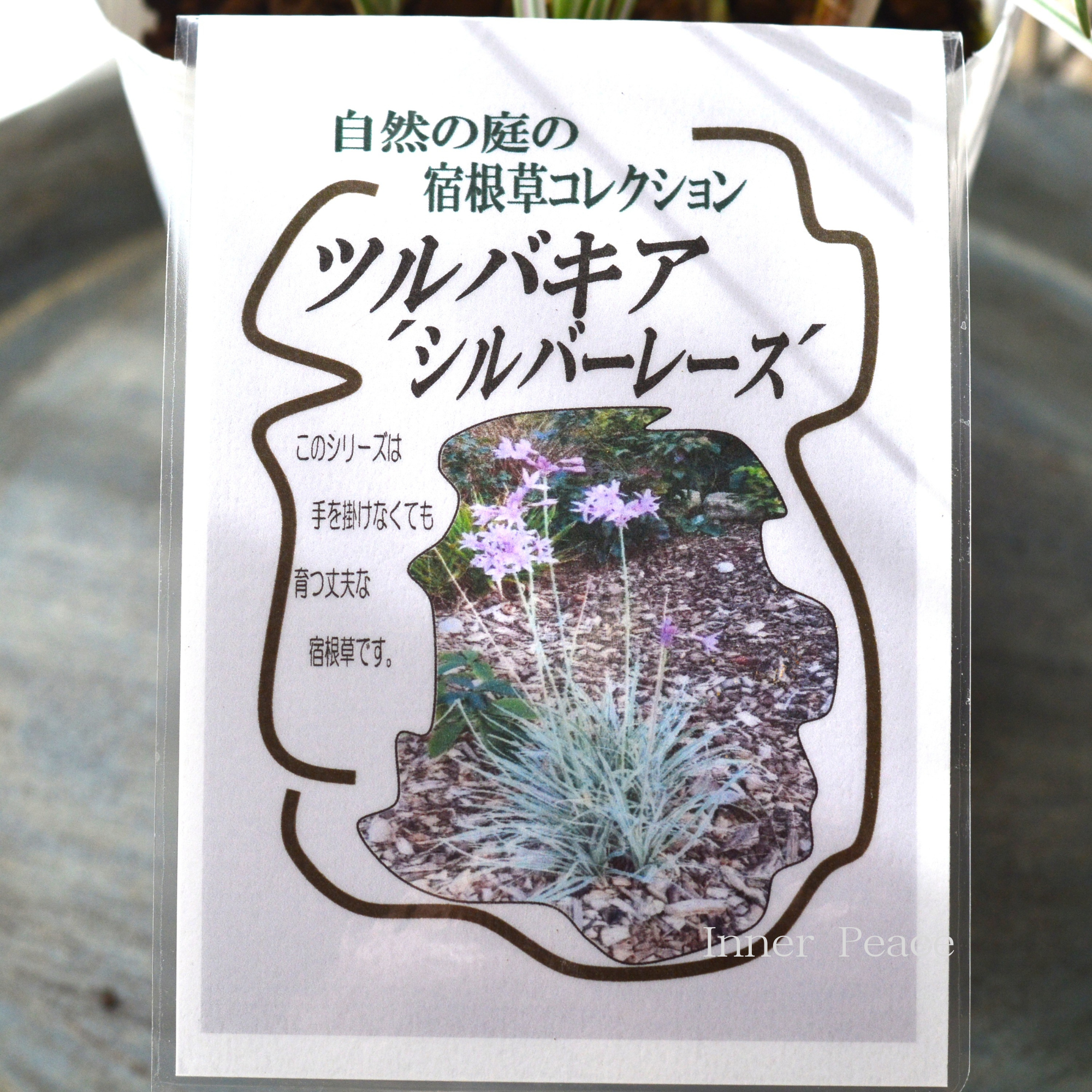 【斑入り】 ツルバキア 『シルバーレース』 4.5寸POT