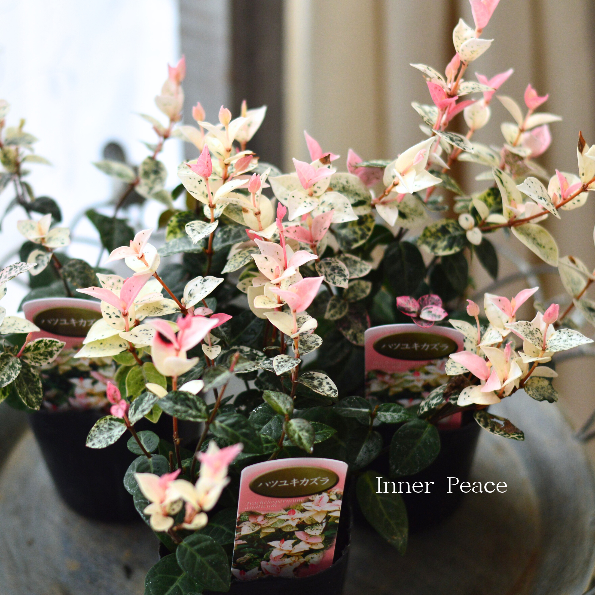 【美しい】 ハツユキカズラ 3寸POT