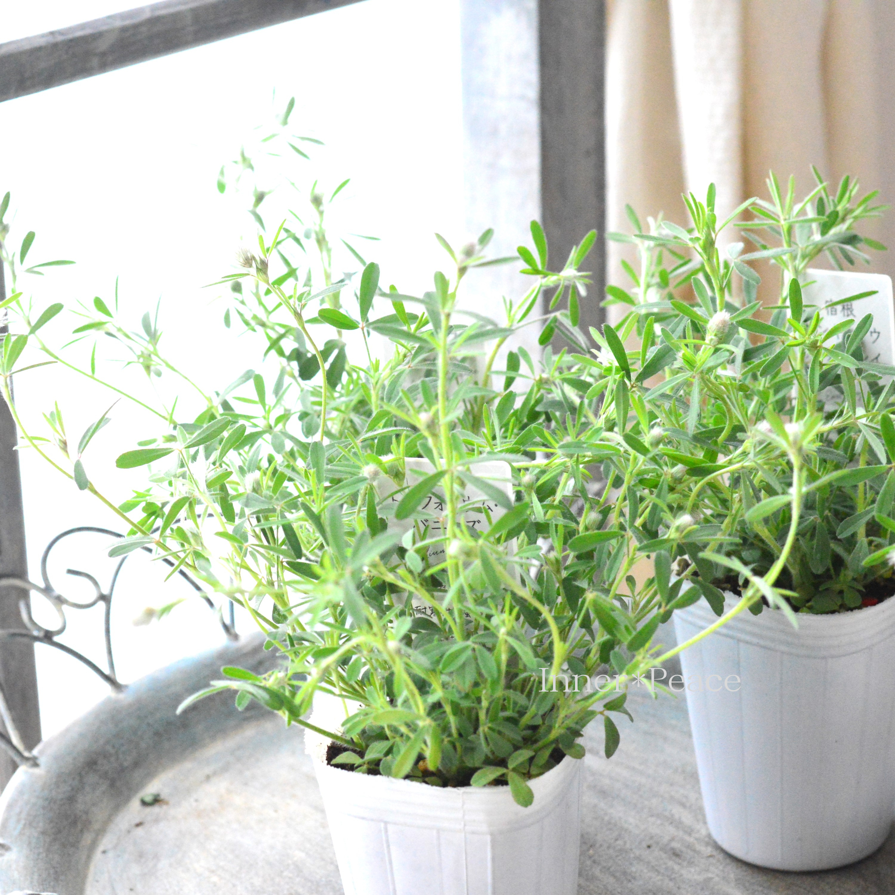 【かわいい】 トリフォニウム 『バニーズ』 2.5~3寸POT