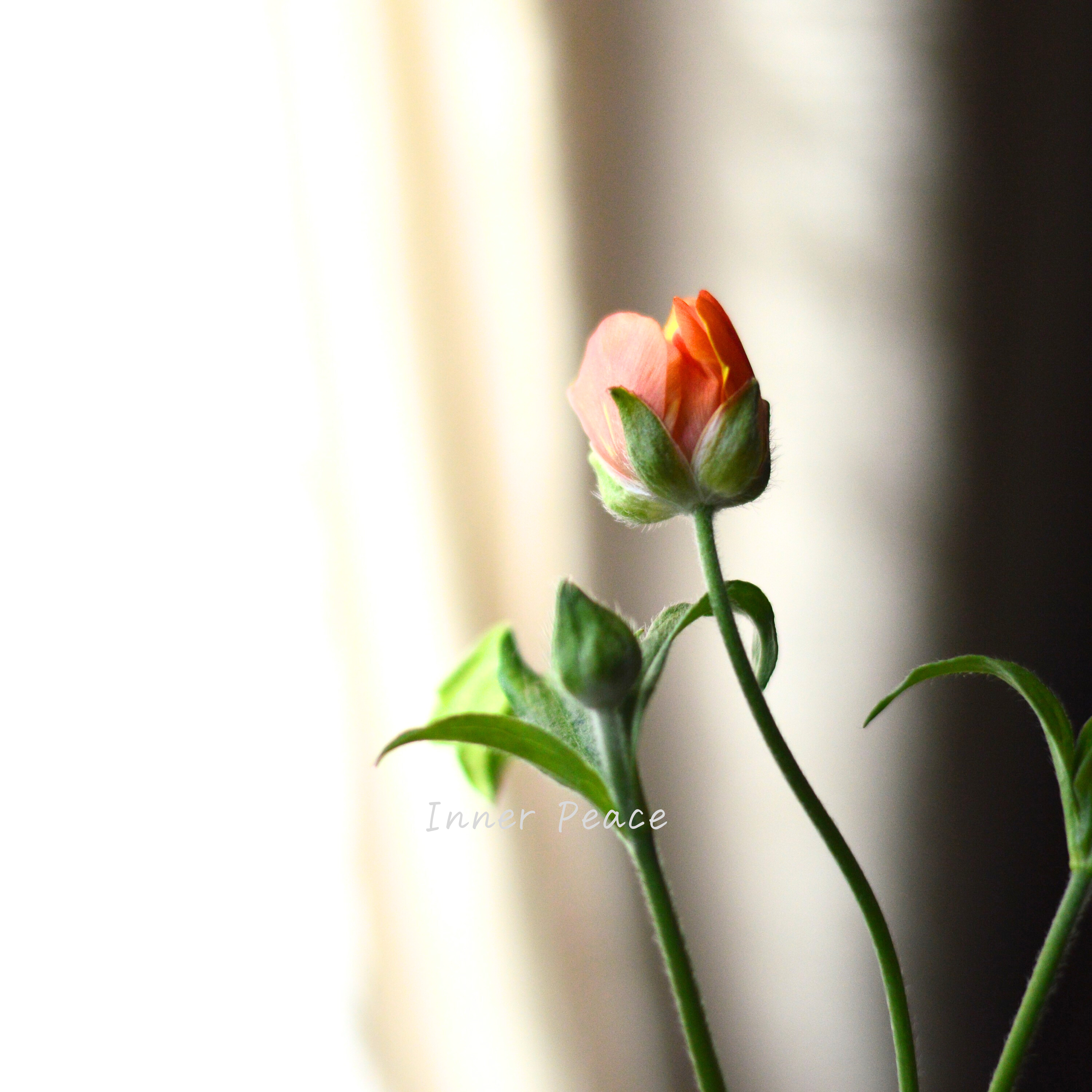 【美しい】 ラナンキュラス・ラックス 『ミノアン』 4寸POT