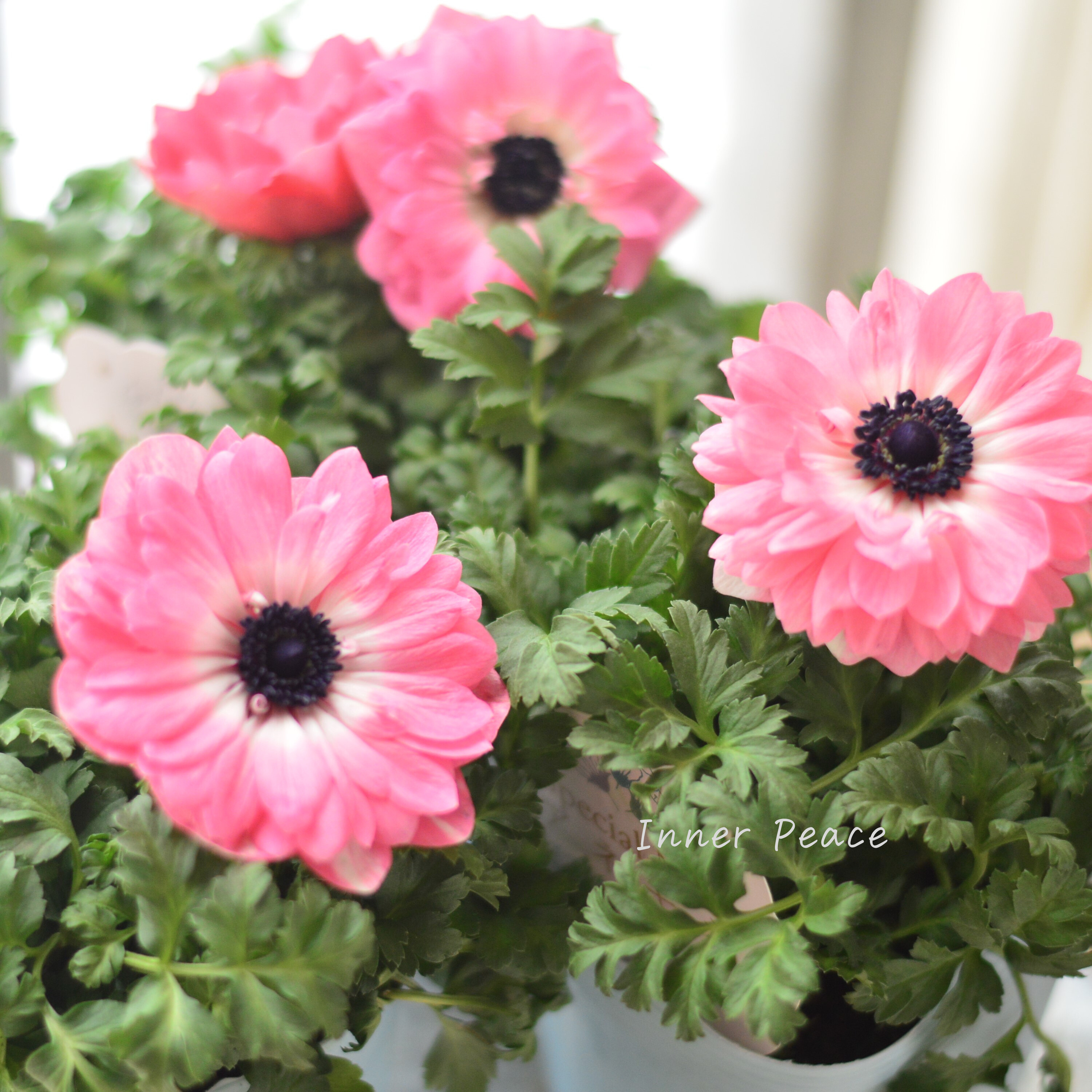 【神花園さん】 3本植え! 八重咲きスペシャルミックスアネモネ 『ピンク』 3.5寸ロングPOT
