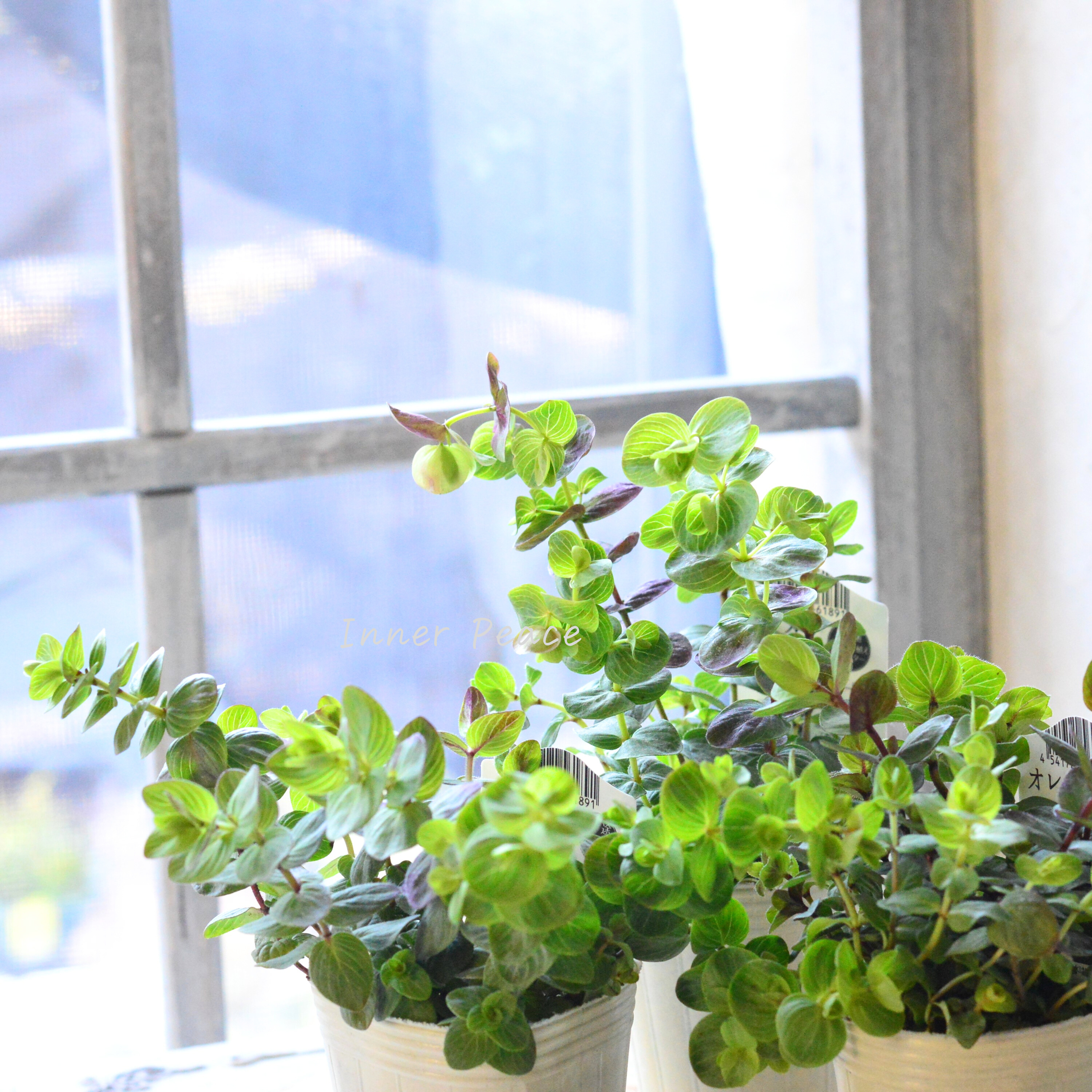 【人気】 オレガノ 『ミルフィーユリーフ』  2.5寸POT