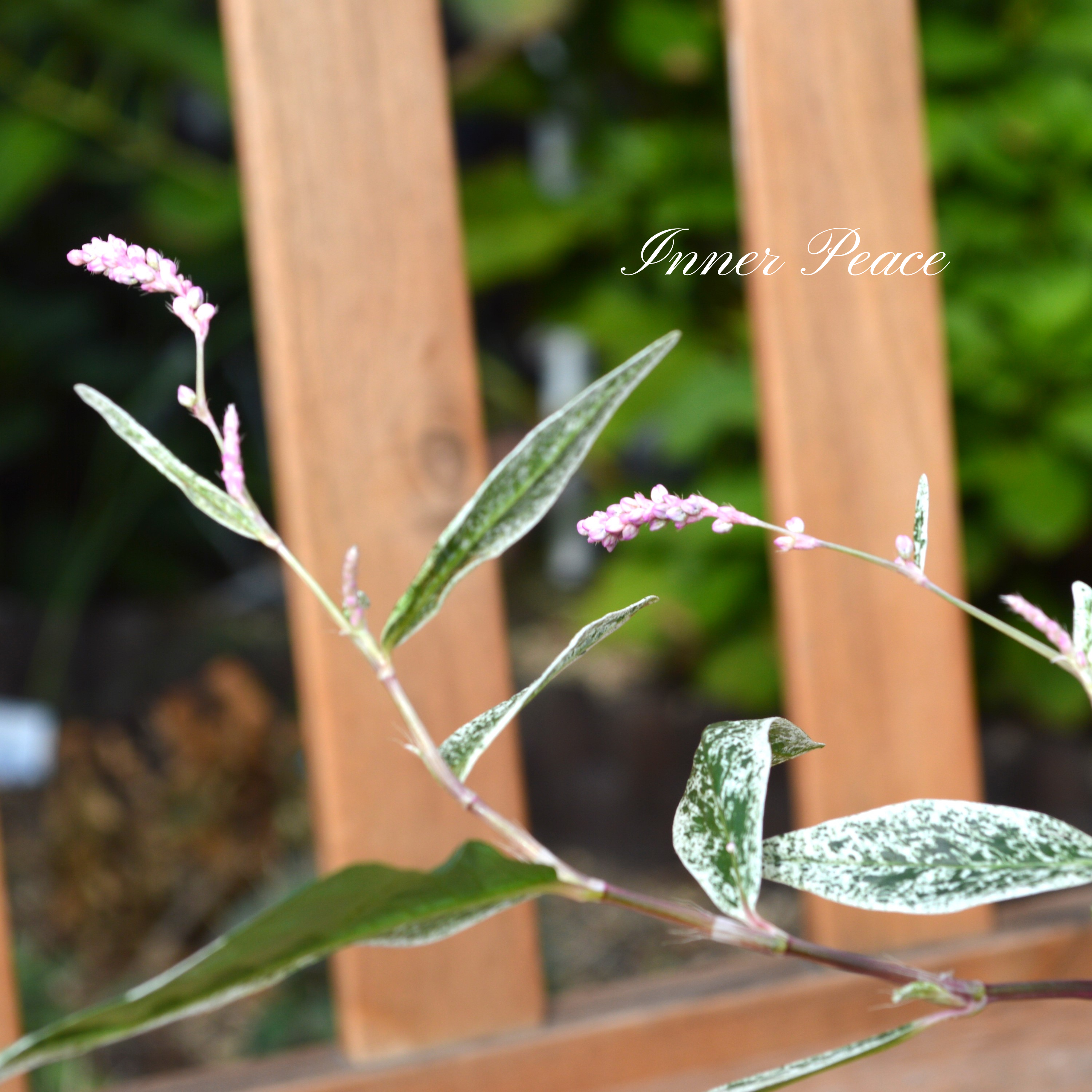 【希少】 ペルシカリア 『雪桜』 2.5寸ロングPOT