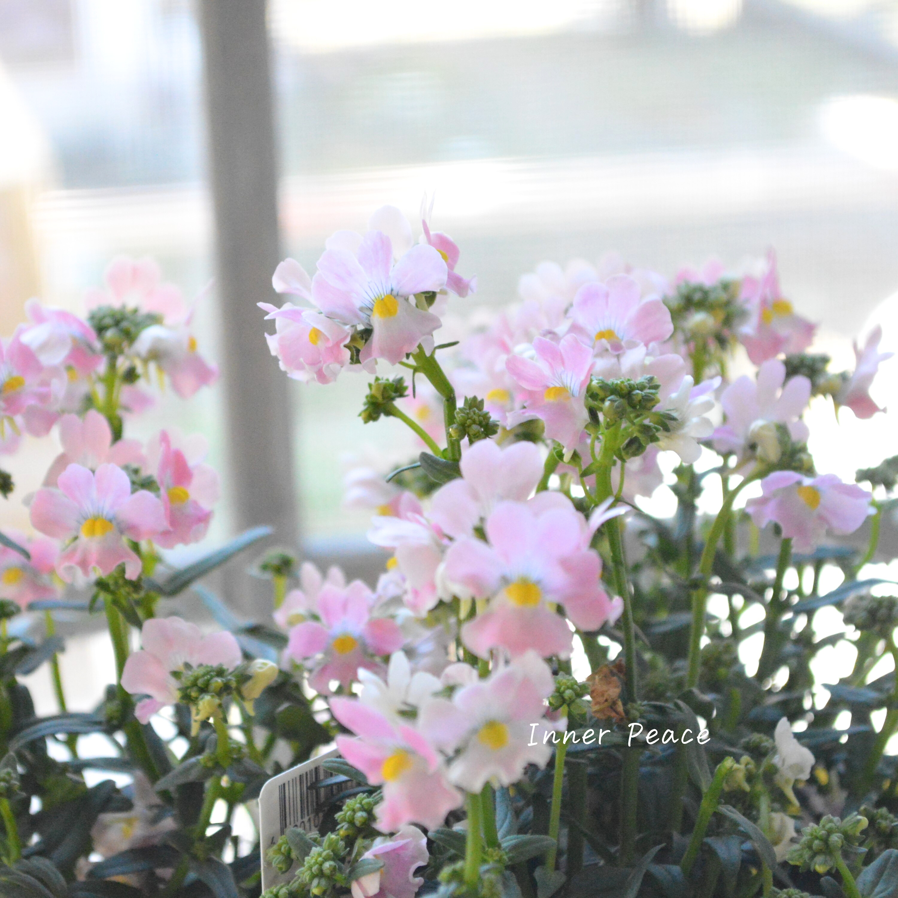 【ゲブラさん】 ネメシア・メーテル 『エレーヌ』 3.5寸POT