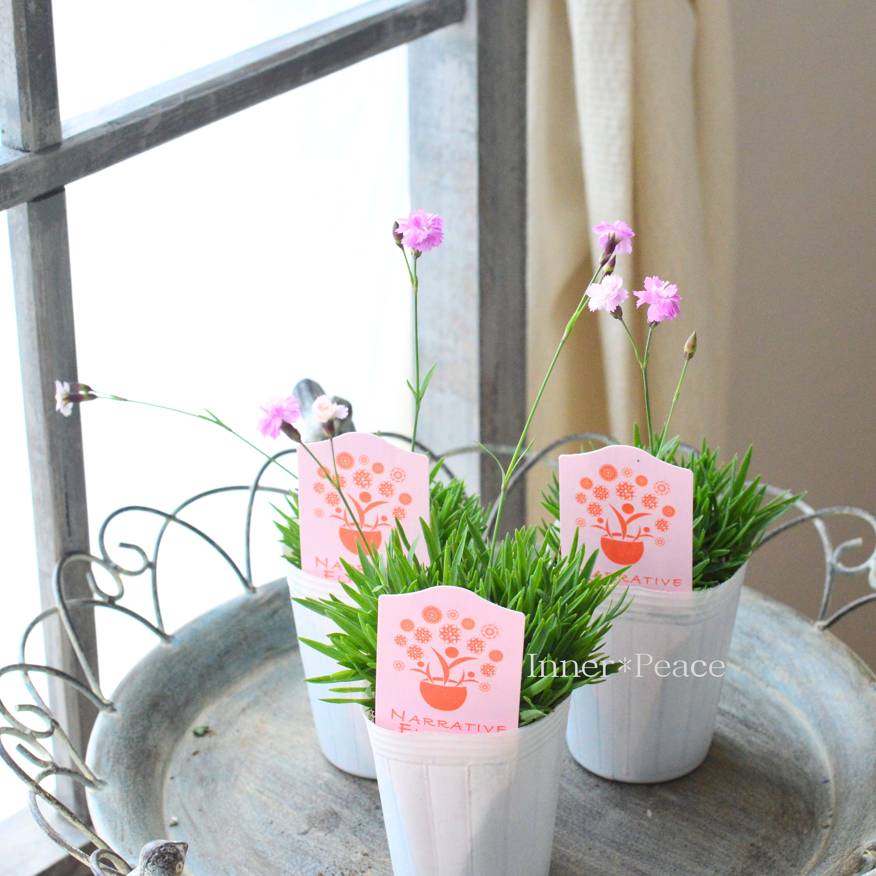 【ナラフラさん】 極小輪八重咲きナデシコ 『ミュゼリーナ』 2.5寸ロングPOT