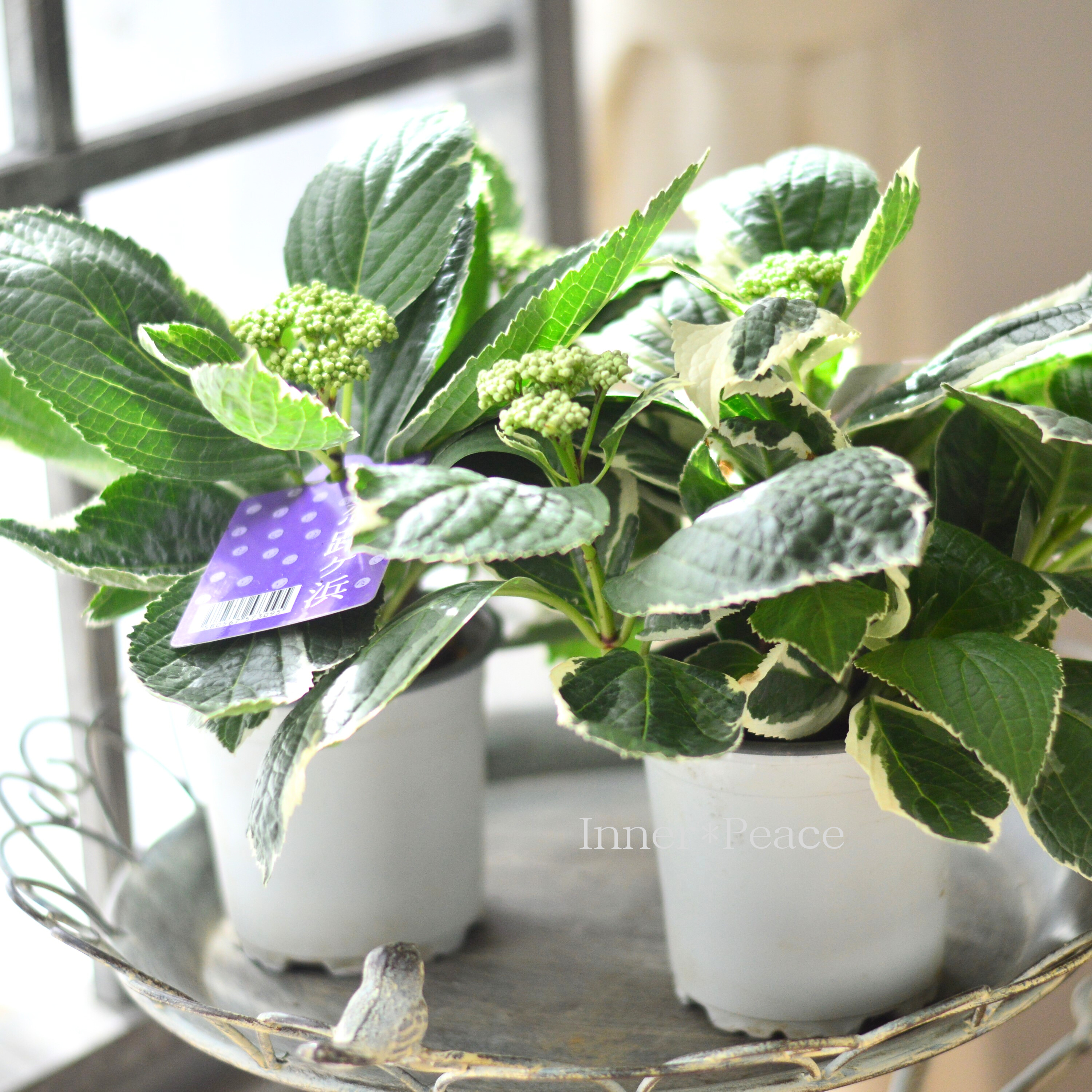 【斑入り】 アジサイ 『恋路ヶ浜』 3.5寸POT