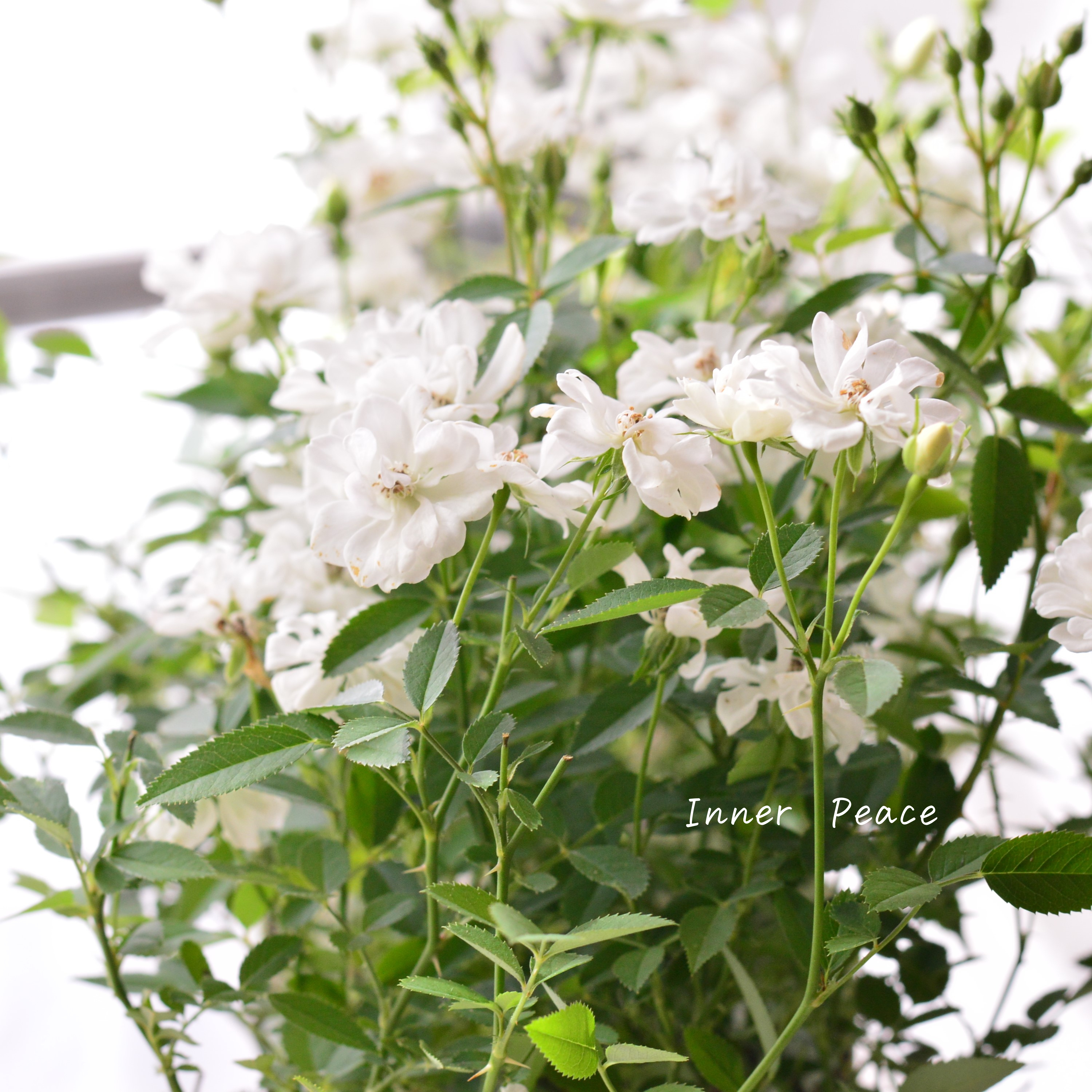 【四季咲き】 ミニ薔薇 『レンゲローズ・白』 3寸POT