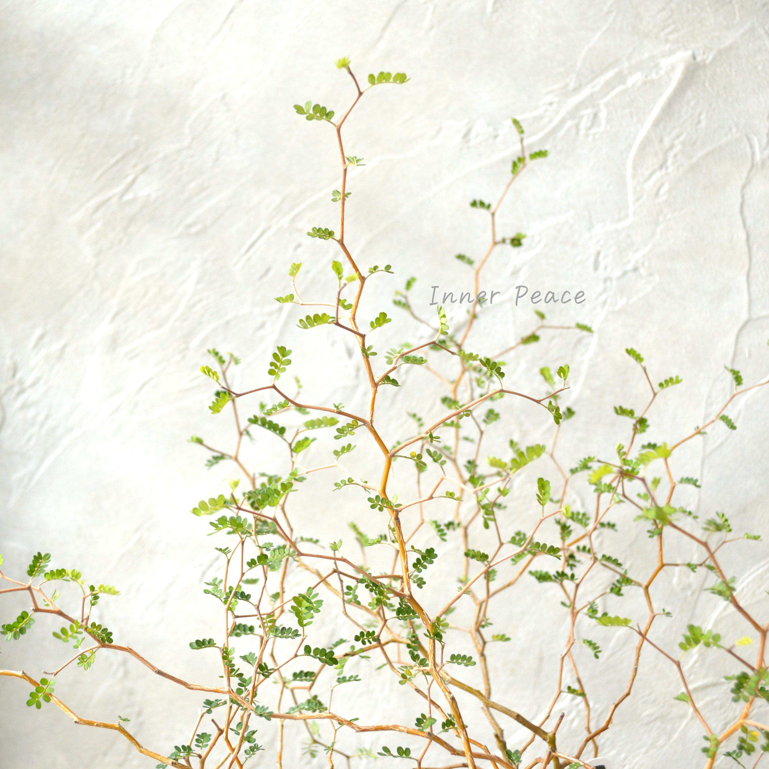 【メルヘンの木】 ソフォラ 『リトルベイビー』 3寸POT