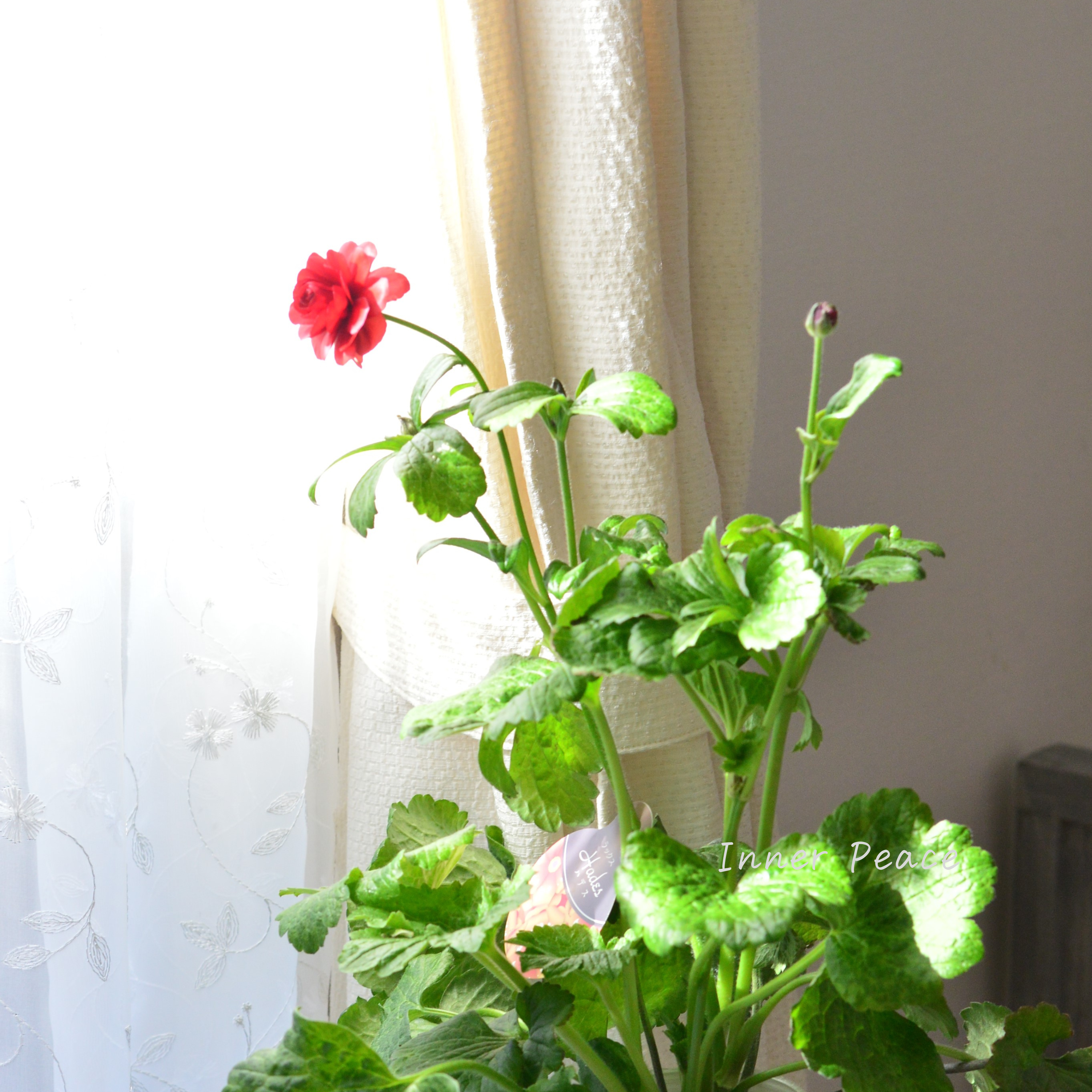 【美しい】 ラナンキュラス・ラックス 『ハデス』 3.5寸ロングPOT