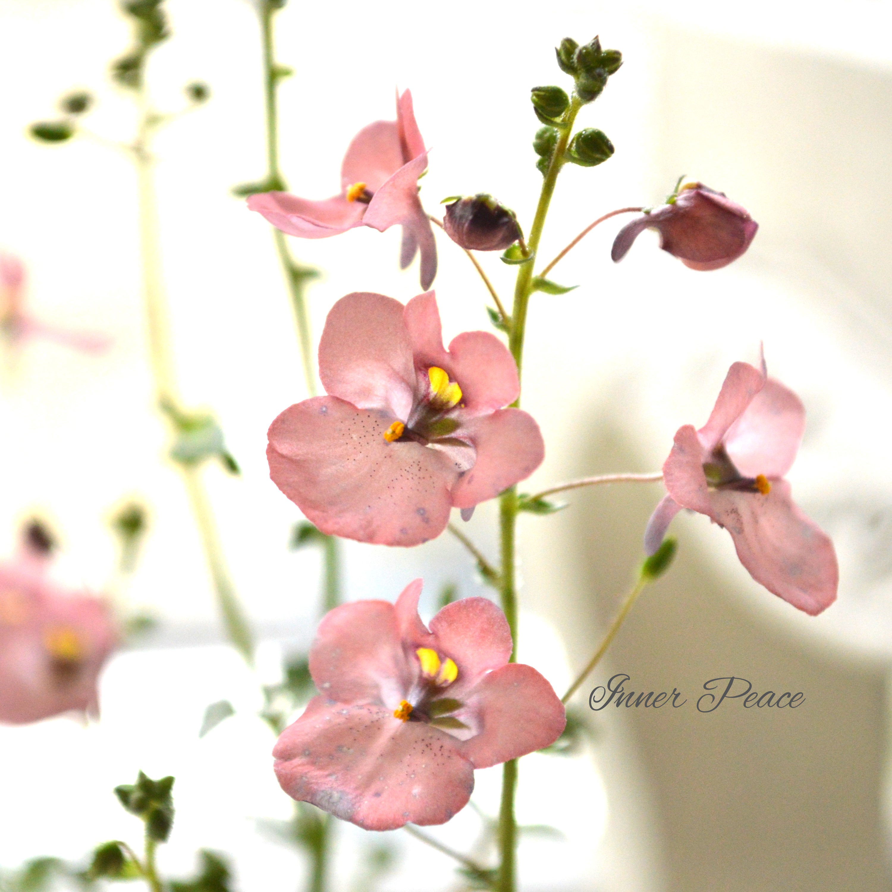 【ナラフラさん】 ディアスシア 『グレーアッシュピーチ』 3寸ロングPOT