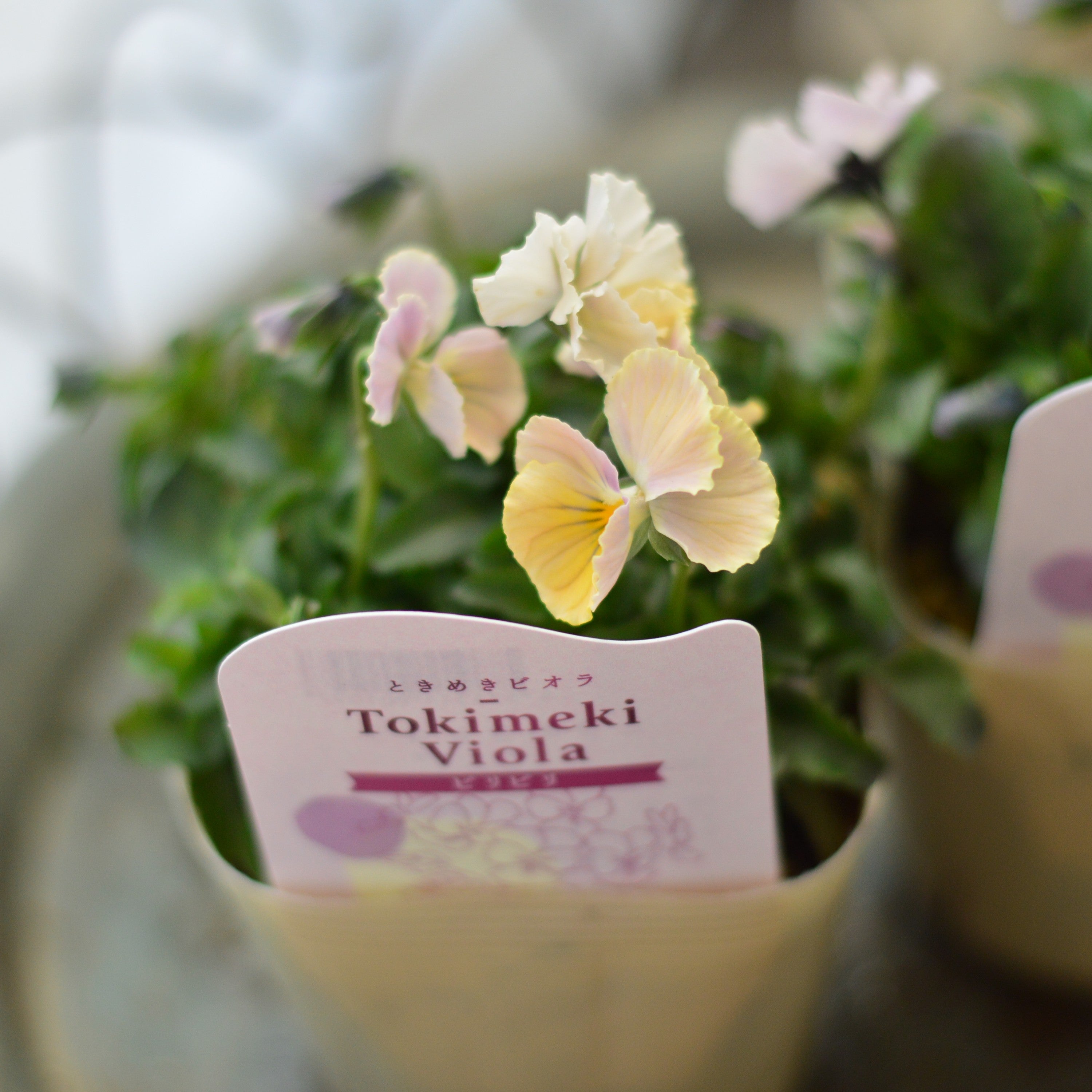 【奥田園芸さん】 ときめきビオラ 『ビリビリ』 3.5寸POT