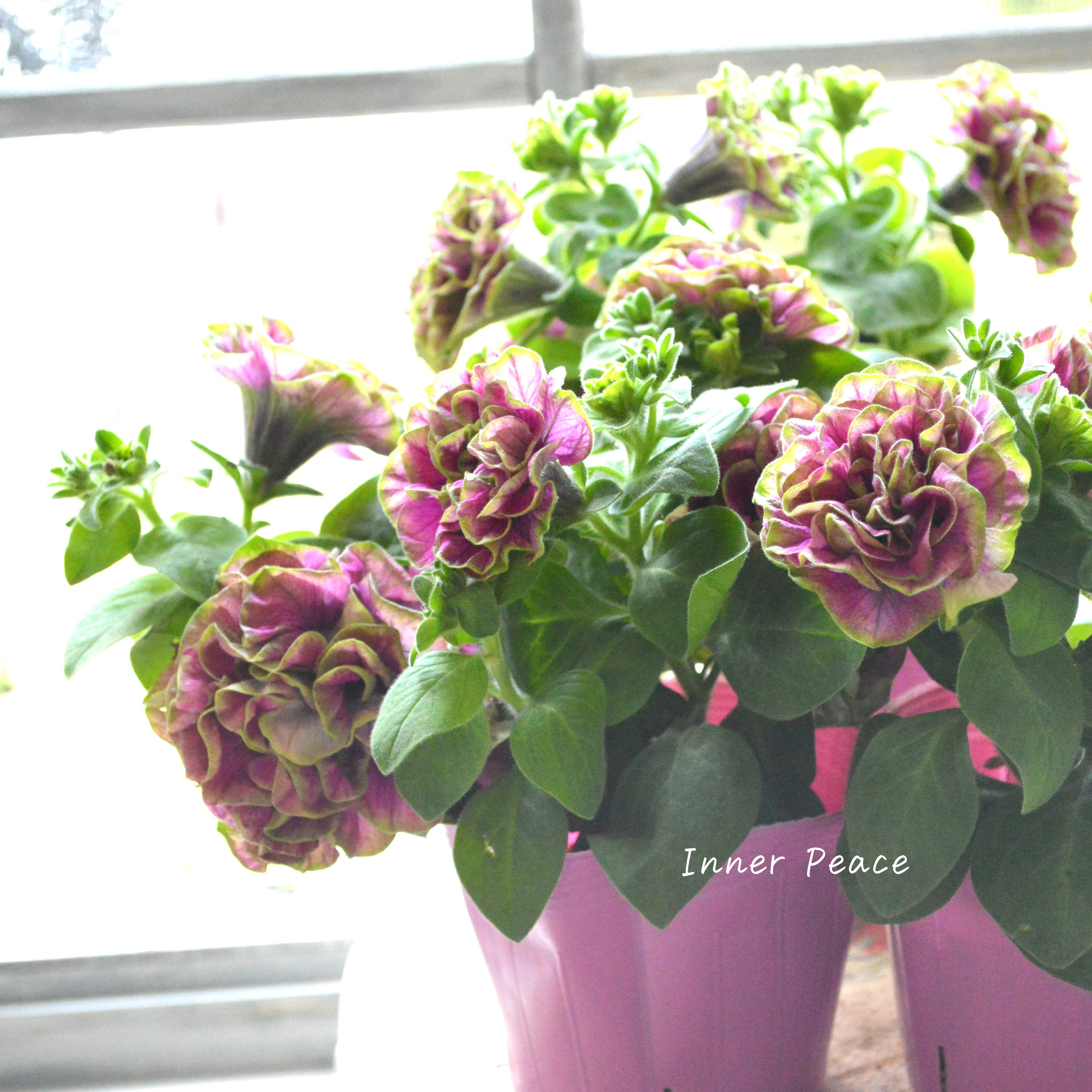 【ガルテン湘南さん】 ペチュニア 『湘南ルビーノ・ヴェルデ』 3.5寸POT