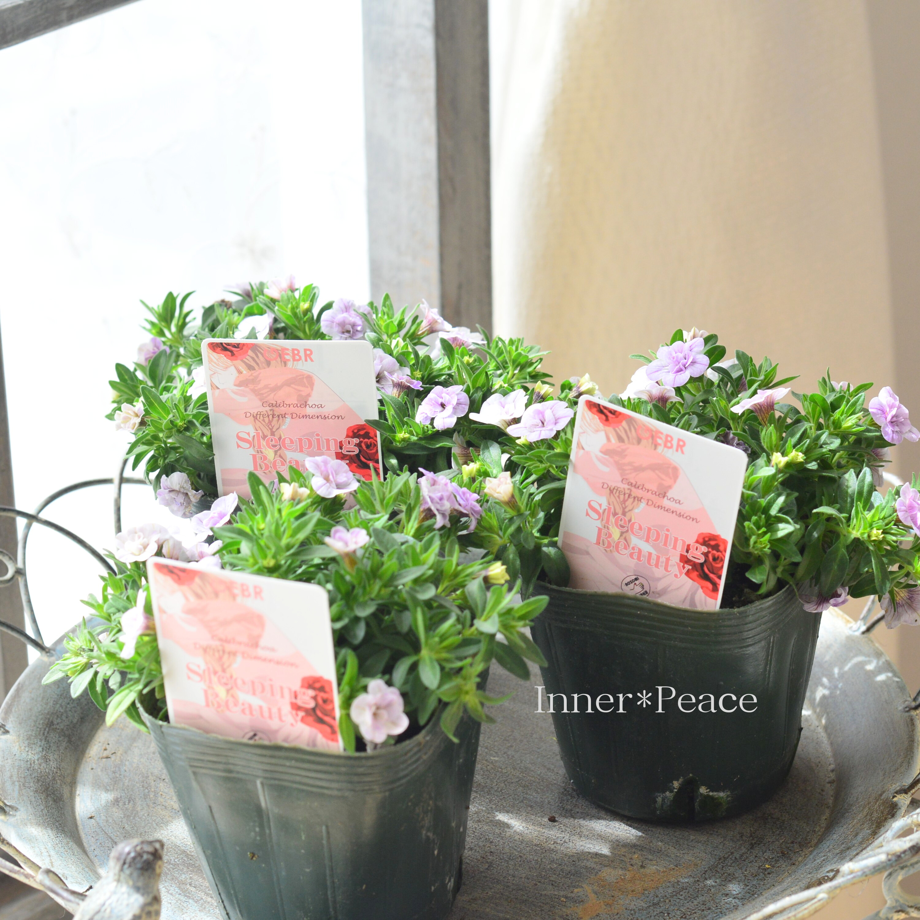 【ゲブラさん】 カリブラコア 『スリーピングビューティー』 3.5寸POT