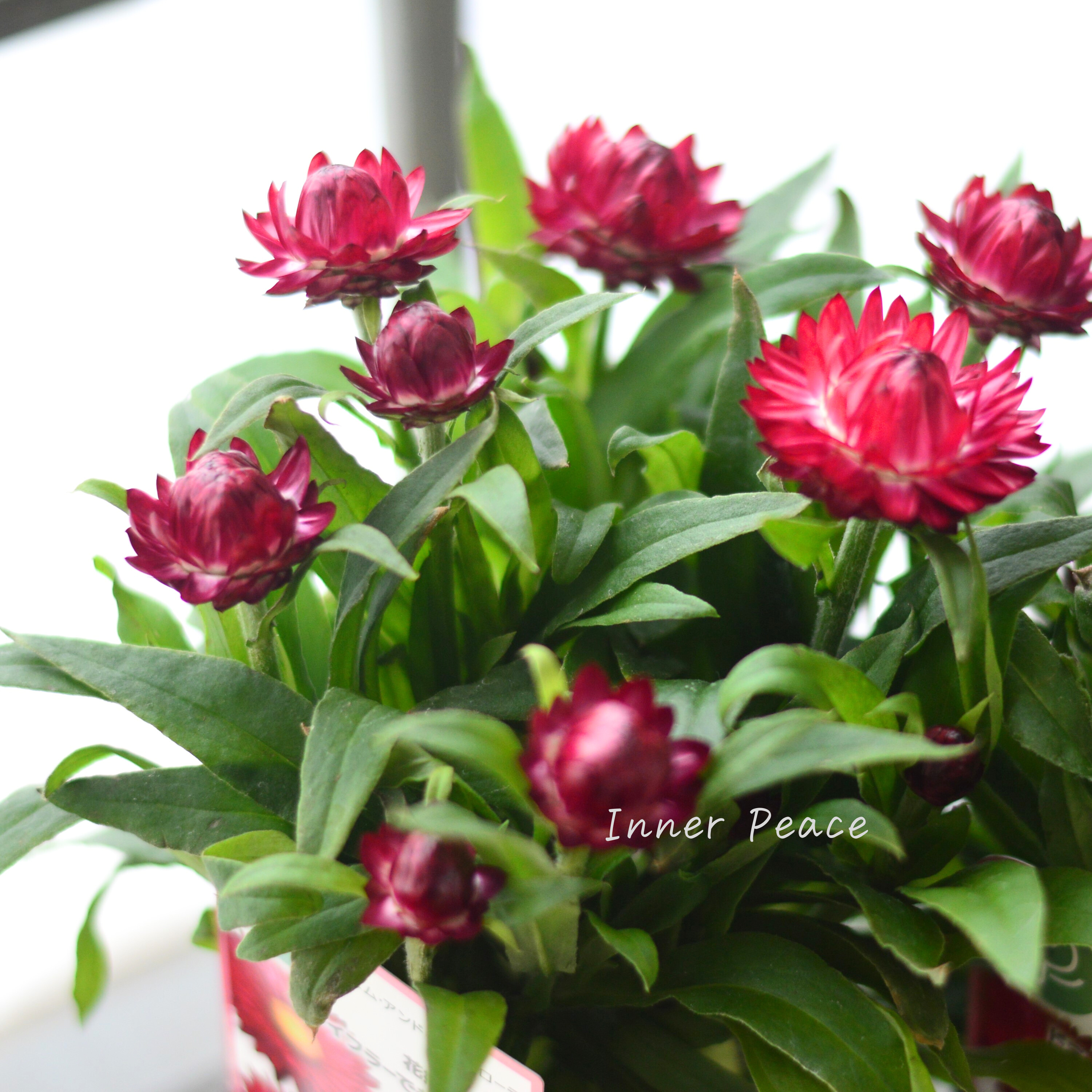 【ユニーク】 ブラクテアンサ(ヘリクリサム) 『モハベ・パープルレッド』 3.5寸POT