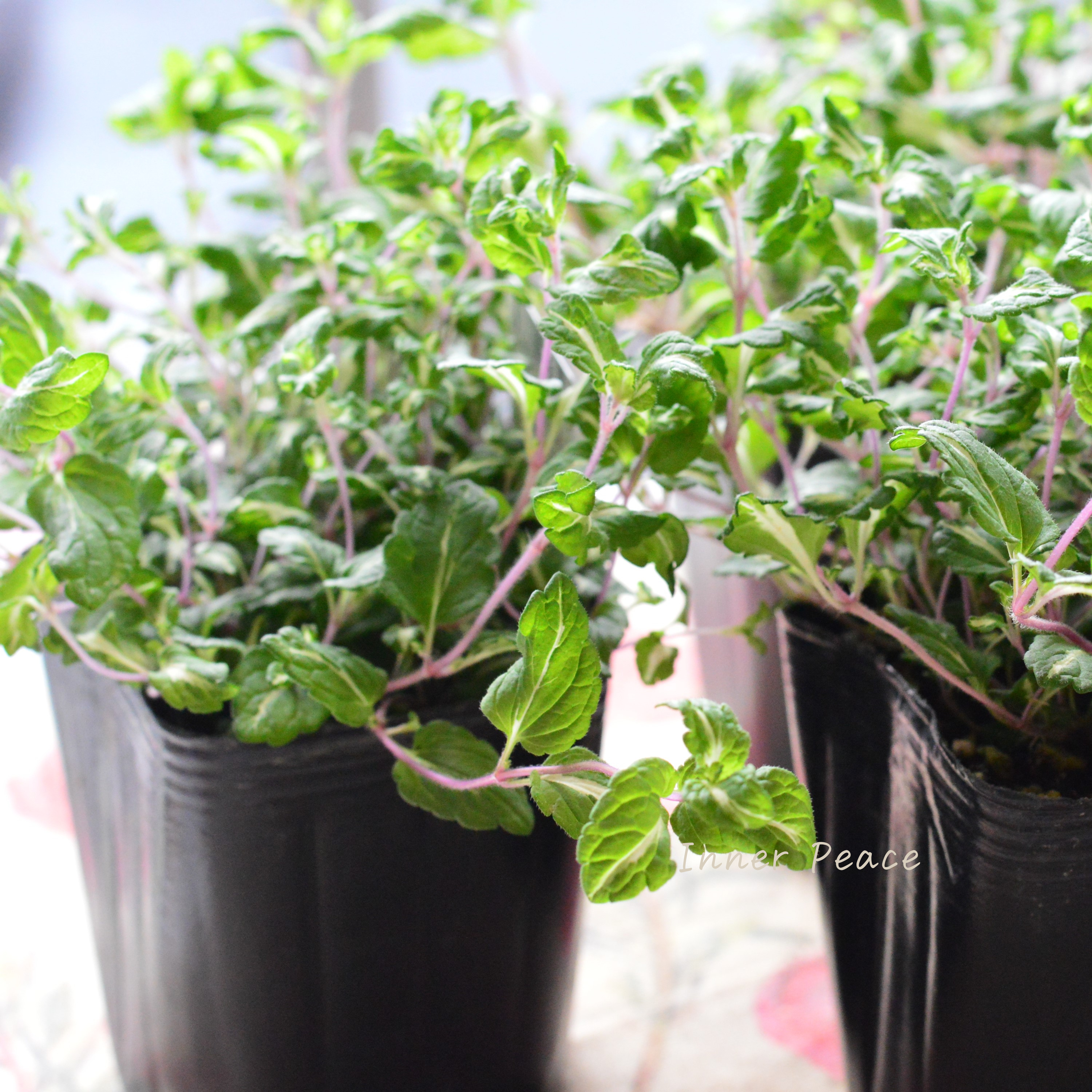 【斑入り】 ベロニカ 『ミッフィーブルート』 2.5~3寸POT