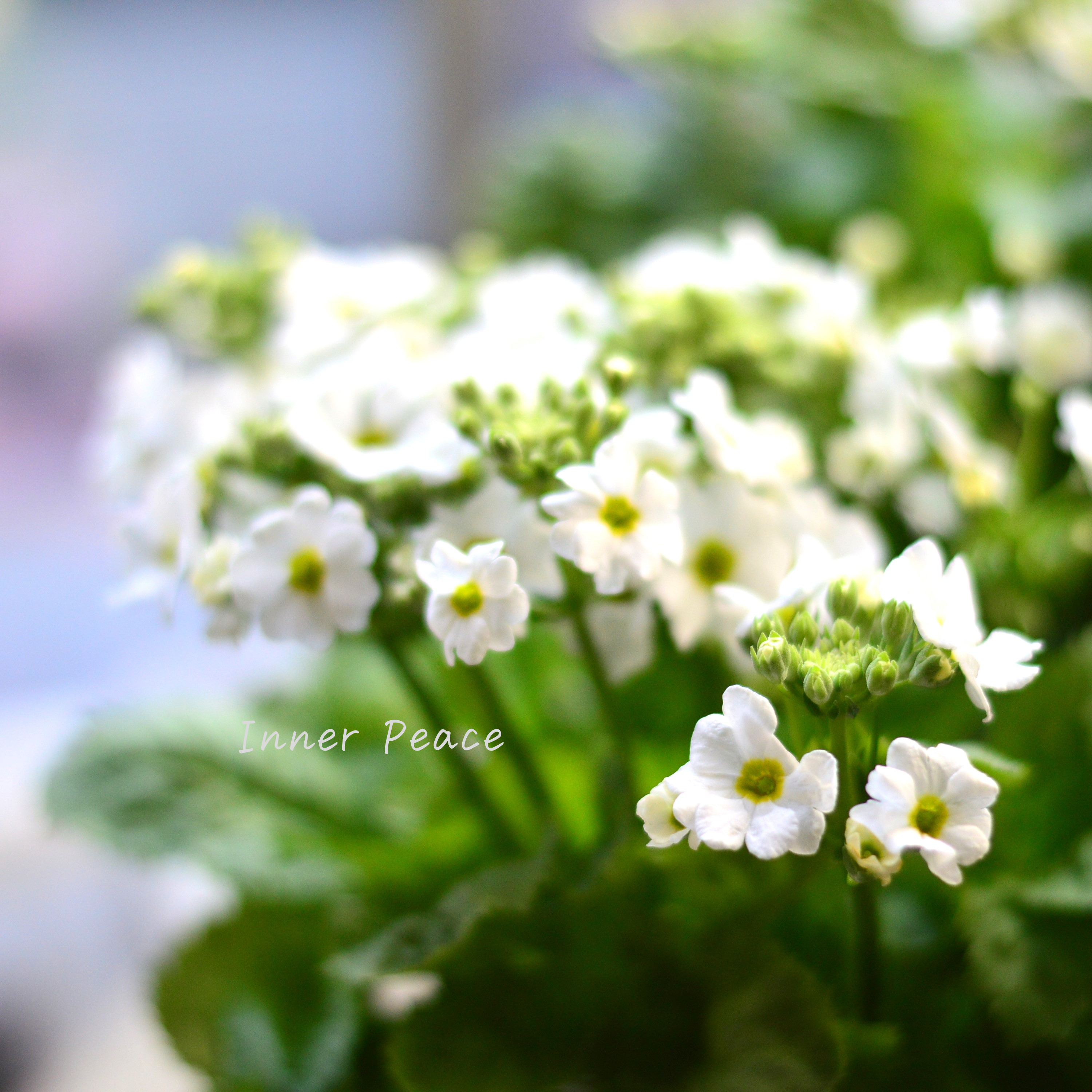 【北島園芸さん】 サクラソウ 『シュガーミント(仮)』 3.5寸POT