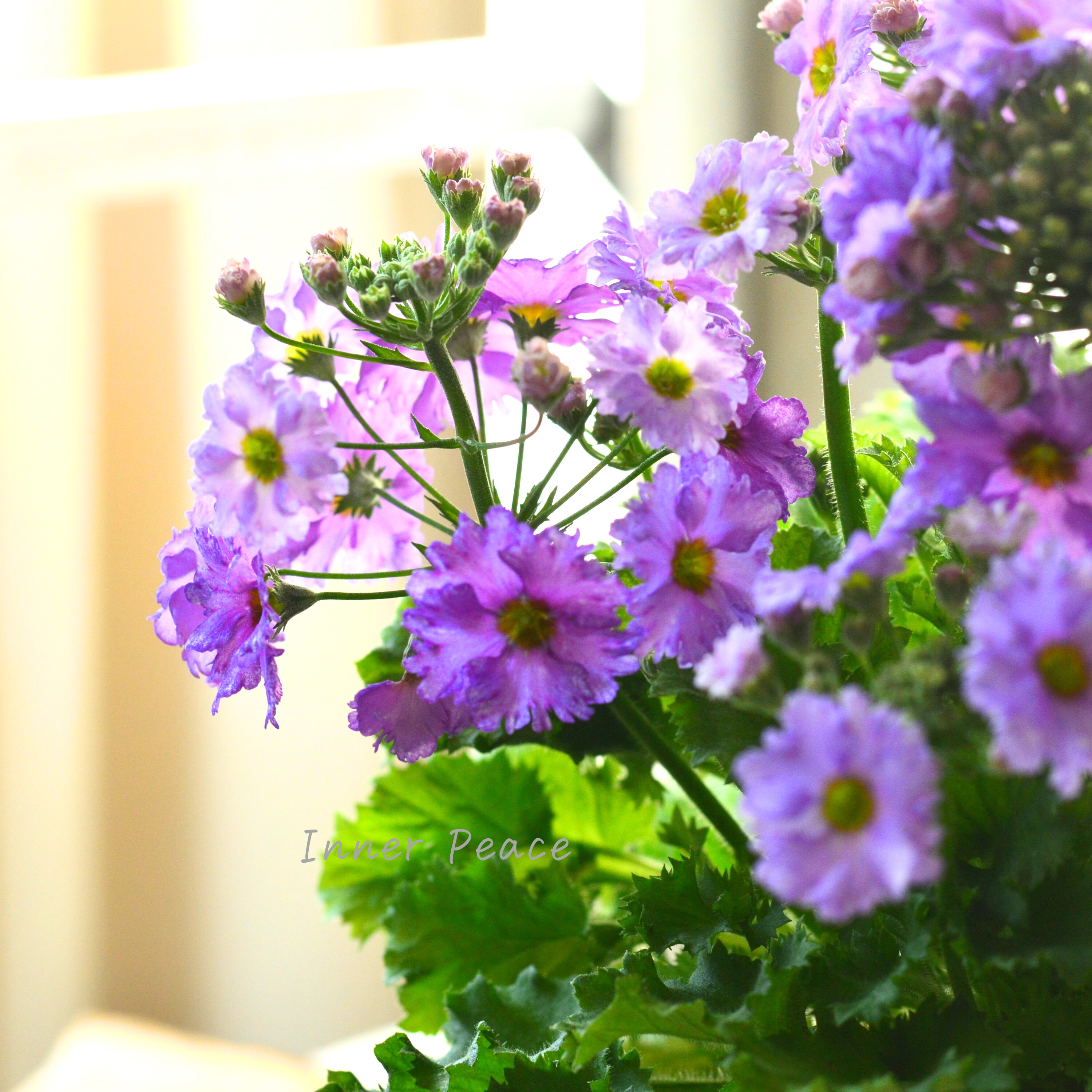 【北島園芸さん】 サクラソウ 『フリル咲き・薄パープル』 3.5寸POT