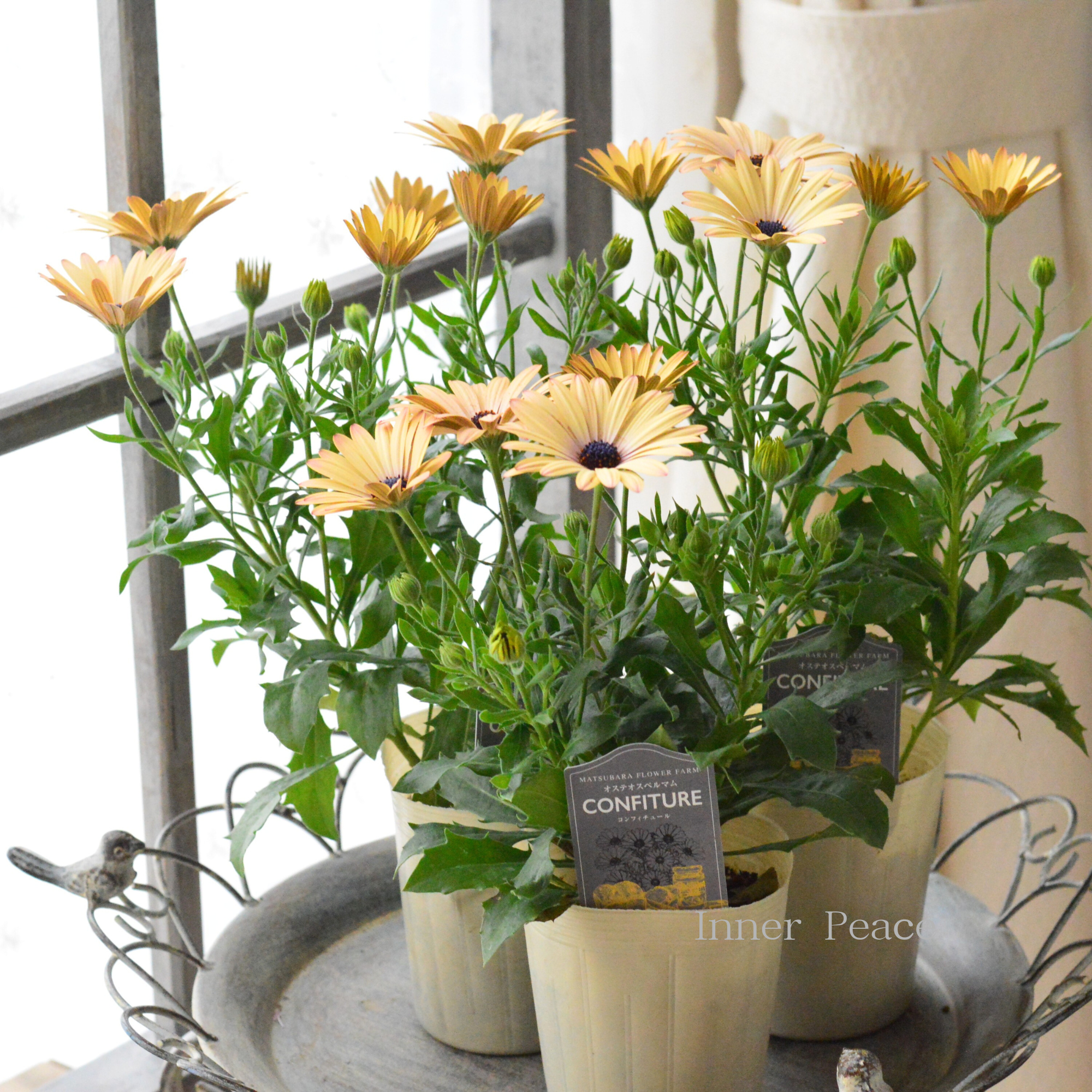 【マツバラフラワーファームさん】 オステオスペルマム 『コンフィチュール・ピーチ』 3寸ロングPOT