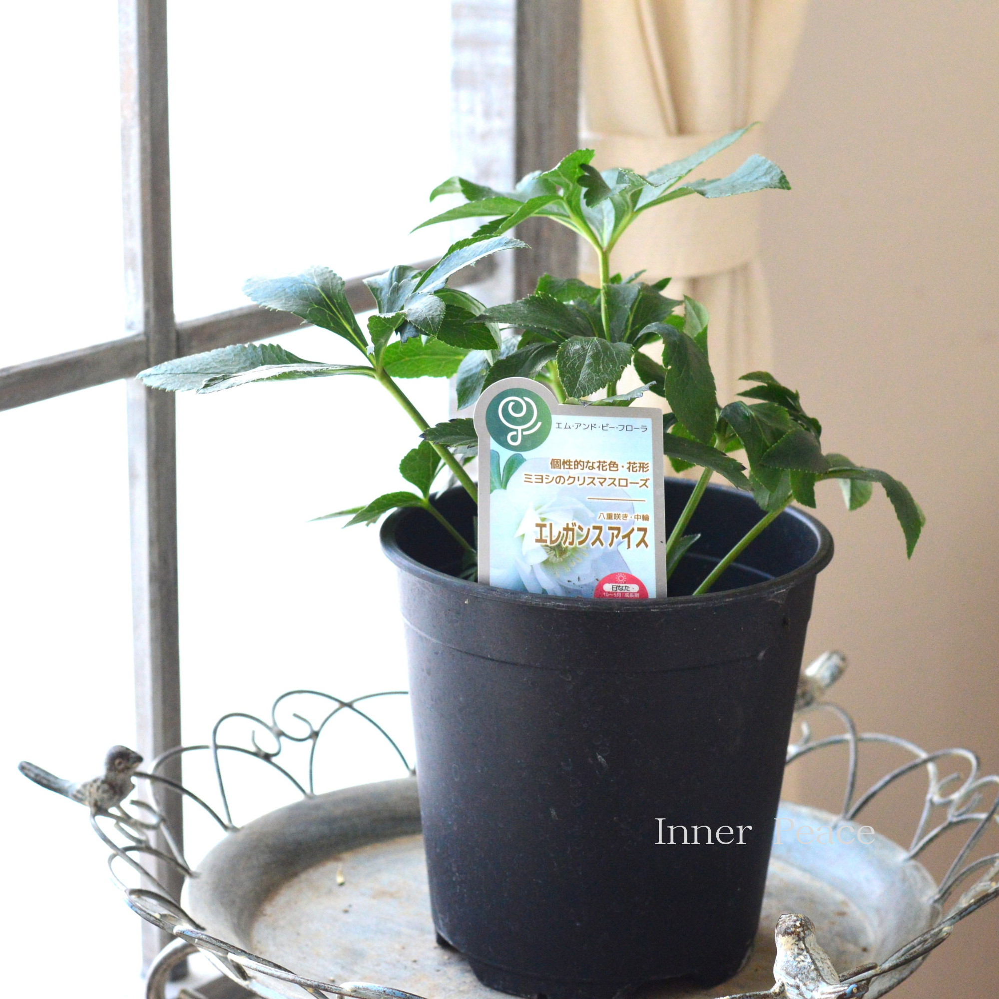 【ミヨシ】 クリスマスローズ 『エレガンスアイス』 6号鉢