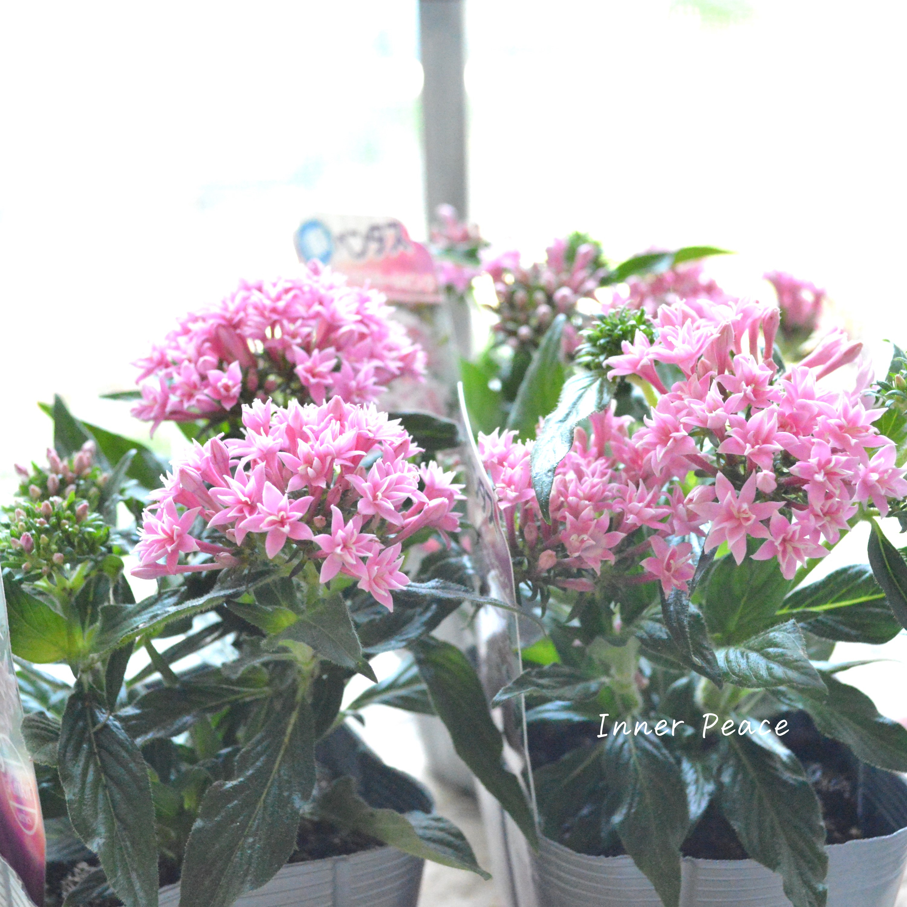 【暑さに強い】 八重咲きペンタス 『ライカ・スモールピンク』 3.5寸POT