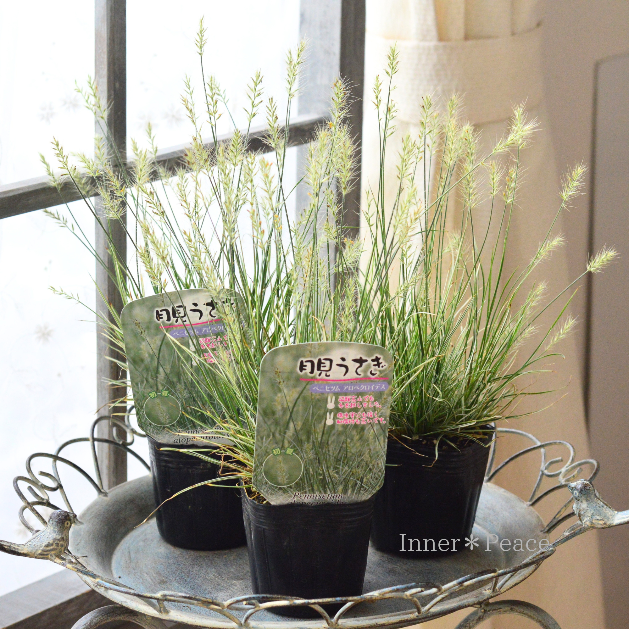 【暑さ寒さに強い】 斑入り ペニセツム 『月見うさぎ』 3寸POT