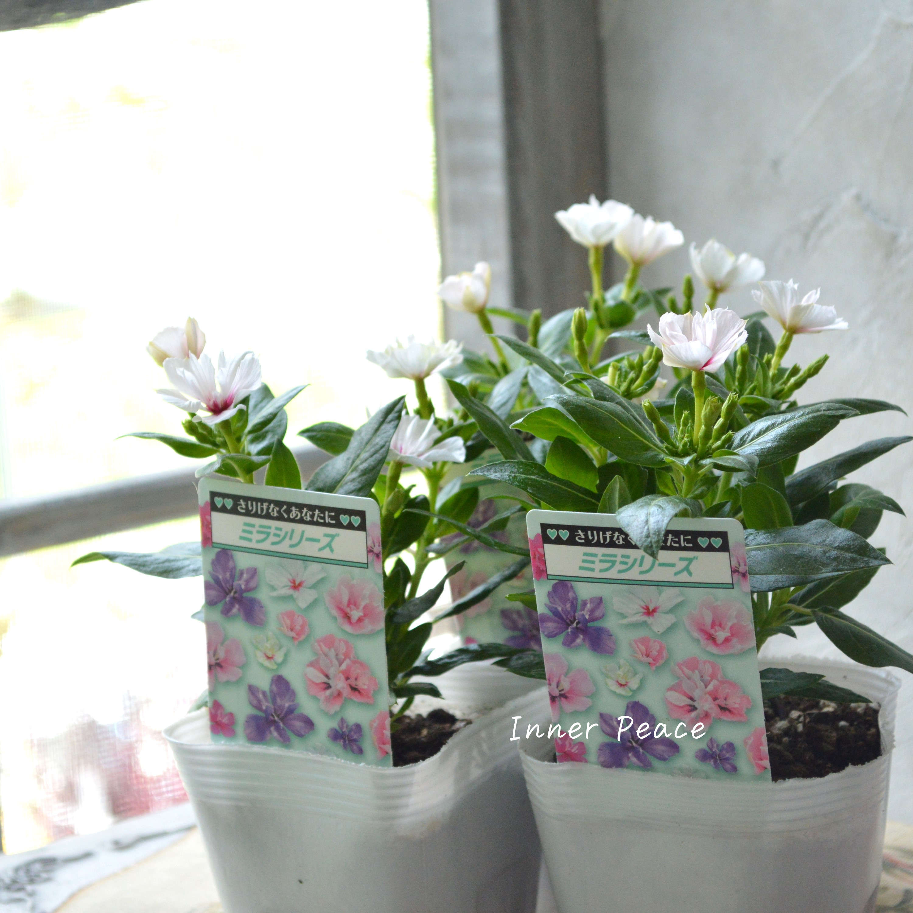 【北島園芸さん】 ニチニチソウ(八重咲き) 『ミラシリーズ・アプリコット』 3.5寸POT