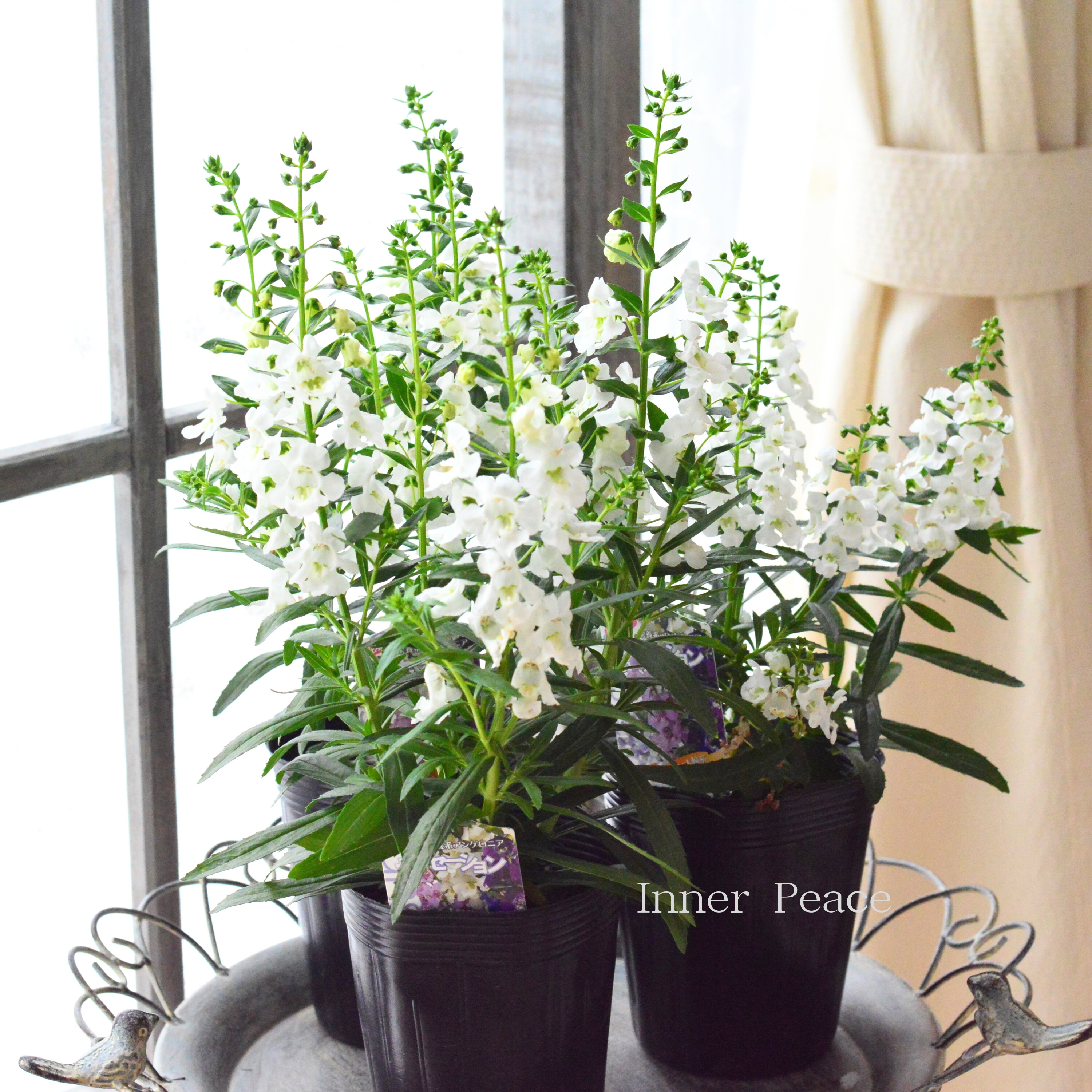 【酷暑に強い】 栄養系 アンゲロニア 『センセーション・ホワイト』 3.5寸ロングPOT