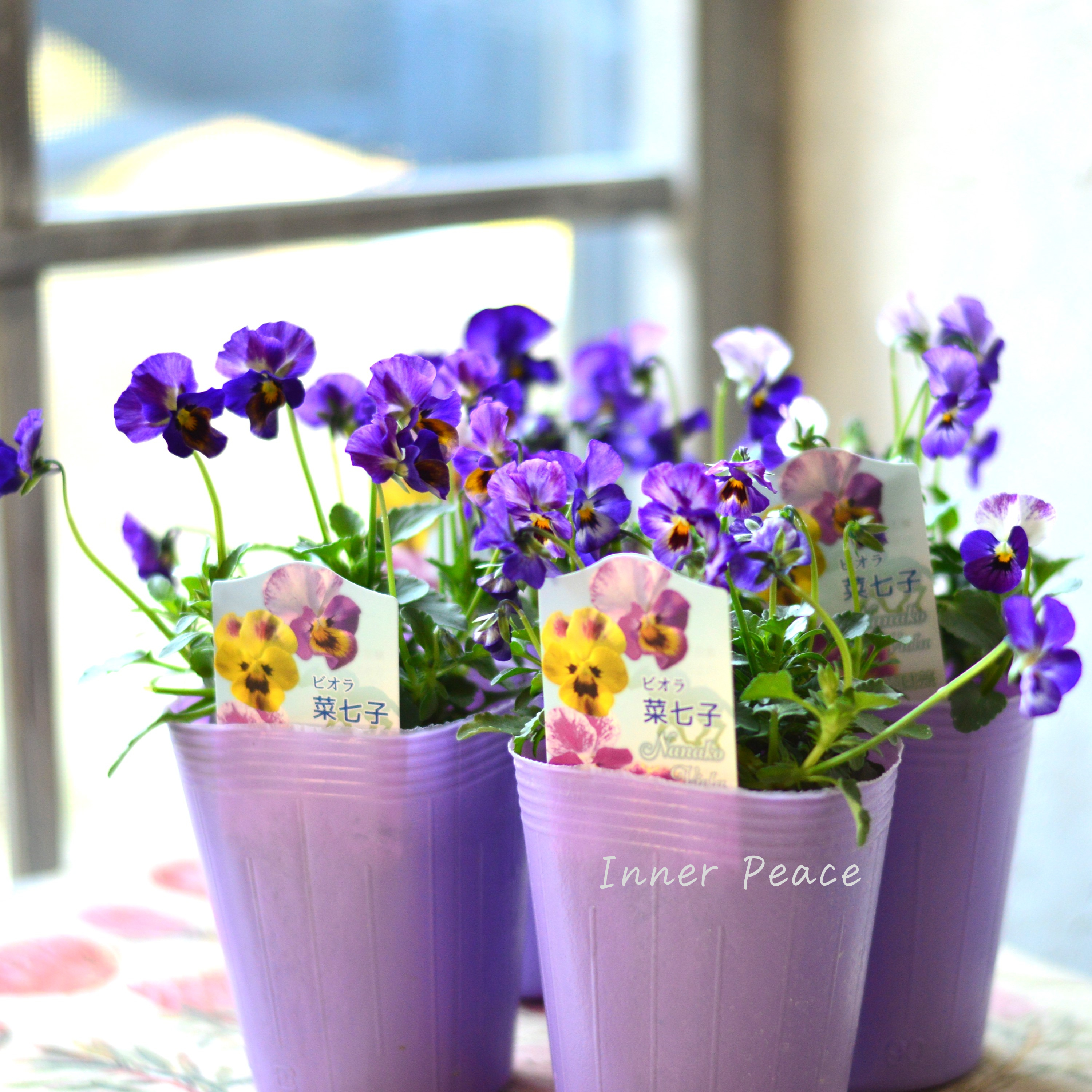 【花夢園芸さん】 ビオラ 『菜七子・Aタイプ』 3寸ロングPOT