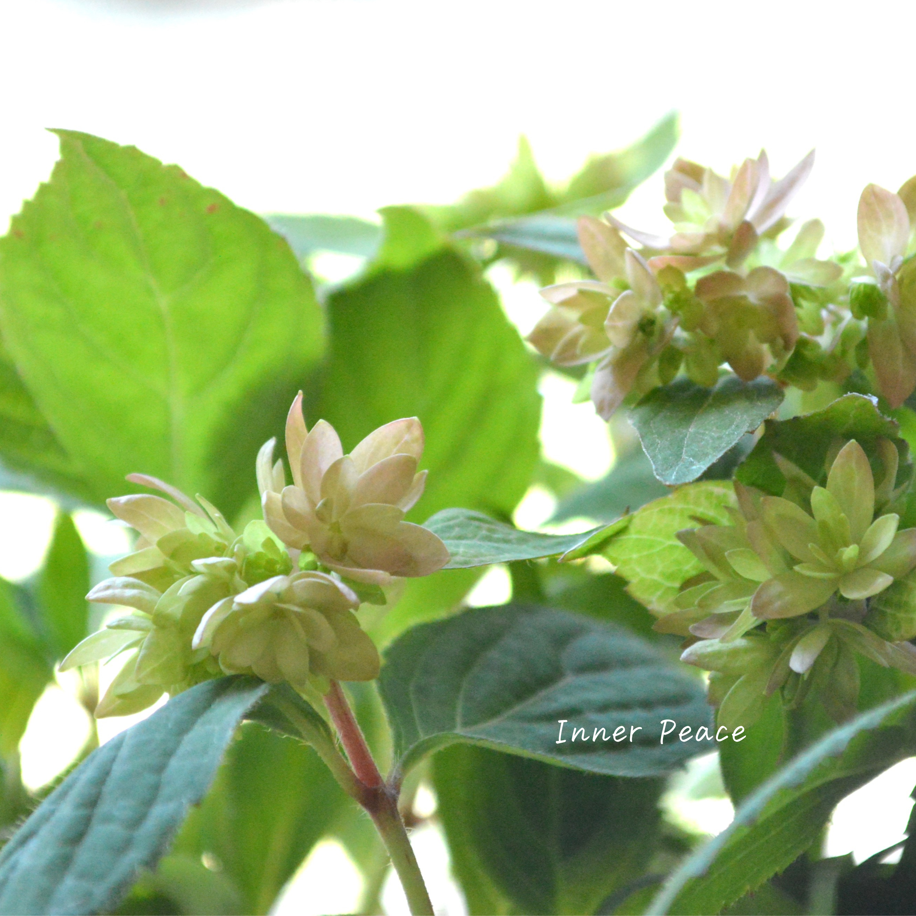 【吉岡麗子さん】 紫陽花 (ぽじさい)『マルルー・ピンク系』 3号POT