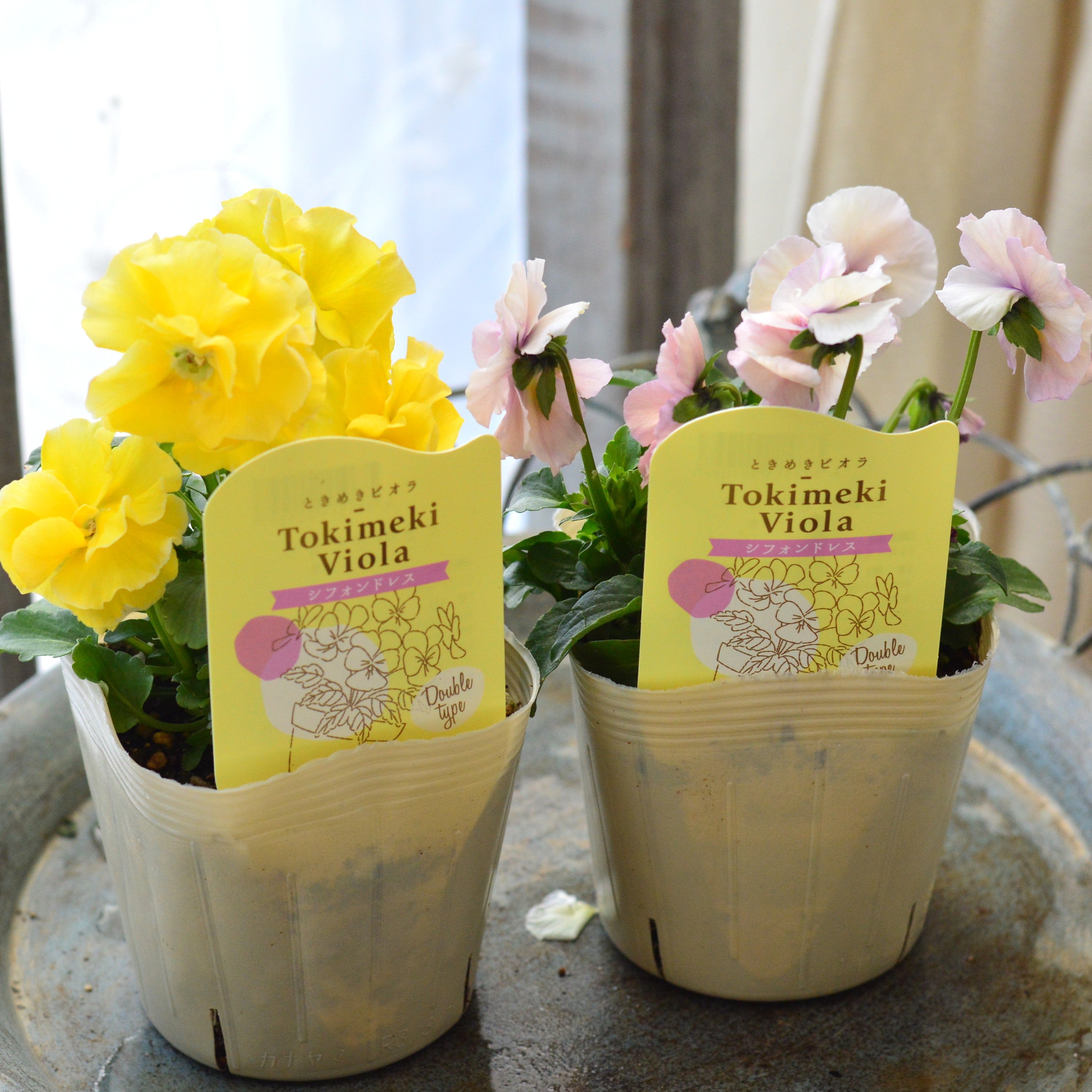 【奥田園芸さん】 ときめきビオラ 『シフォンドレス』 3.5寸POT