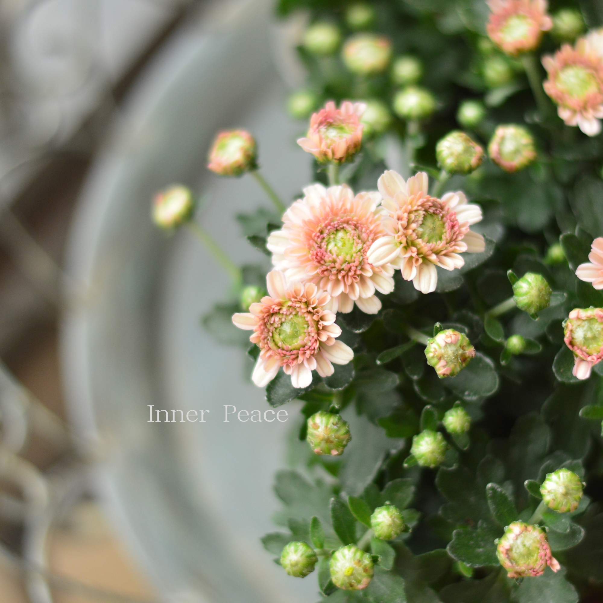 【アンティーク】 クリサンセマム・アラモード 『アプリコット』 3.5号POT