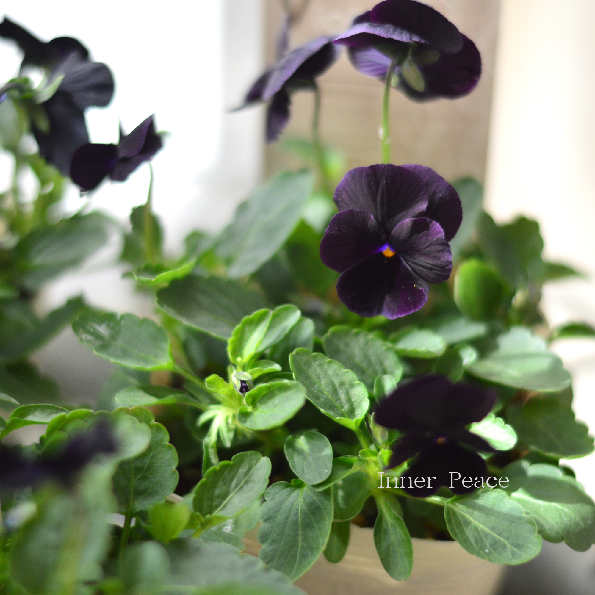 【素敵】 ビオラ 『ソルベ・ブラックデライト』 3.5寸POT