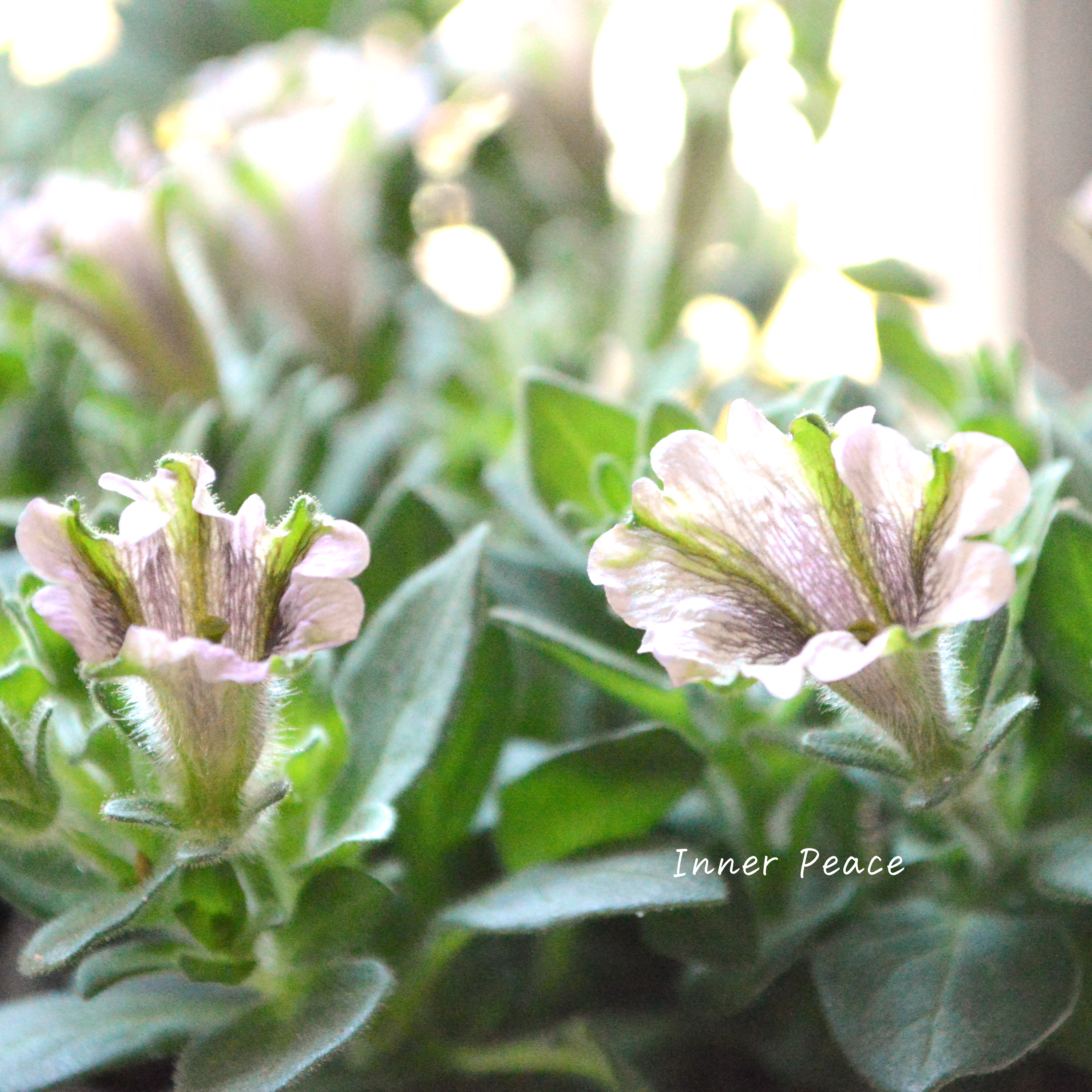 【トリプルコラボ】 ペチュニア 『さくらクルール』 3.5寸POT