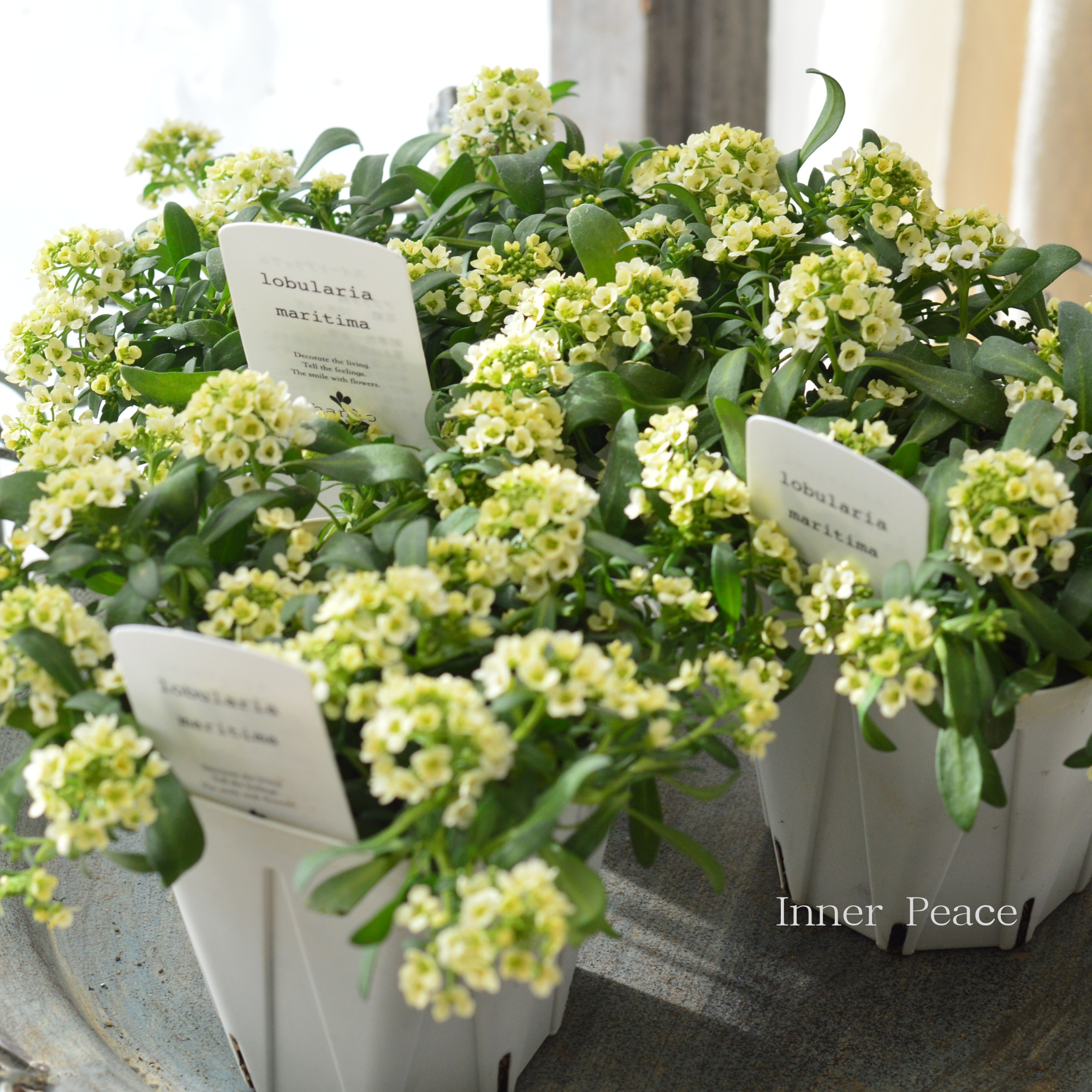 【4本植え】 スイートアリッサム 『イエロー』 3.5寸硬質POT