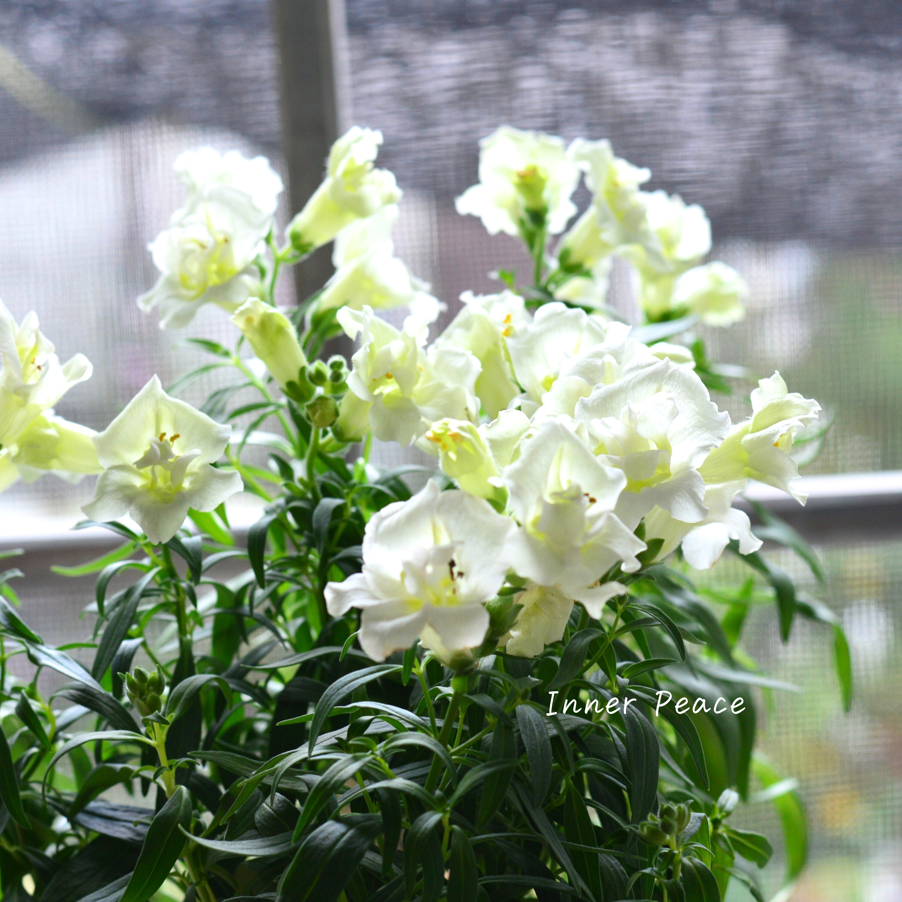 【かわいい】 キンギョソウ・トゥイニー 『ホワイト』 3寸ロングPOT