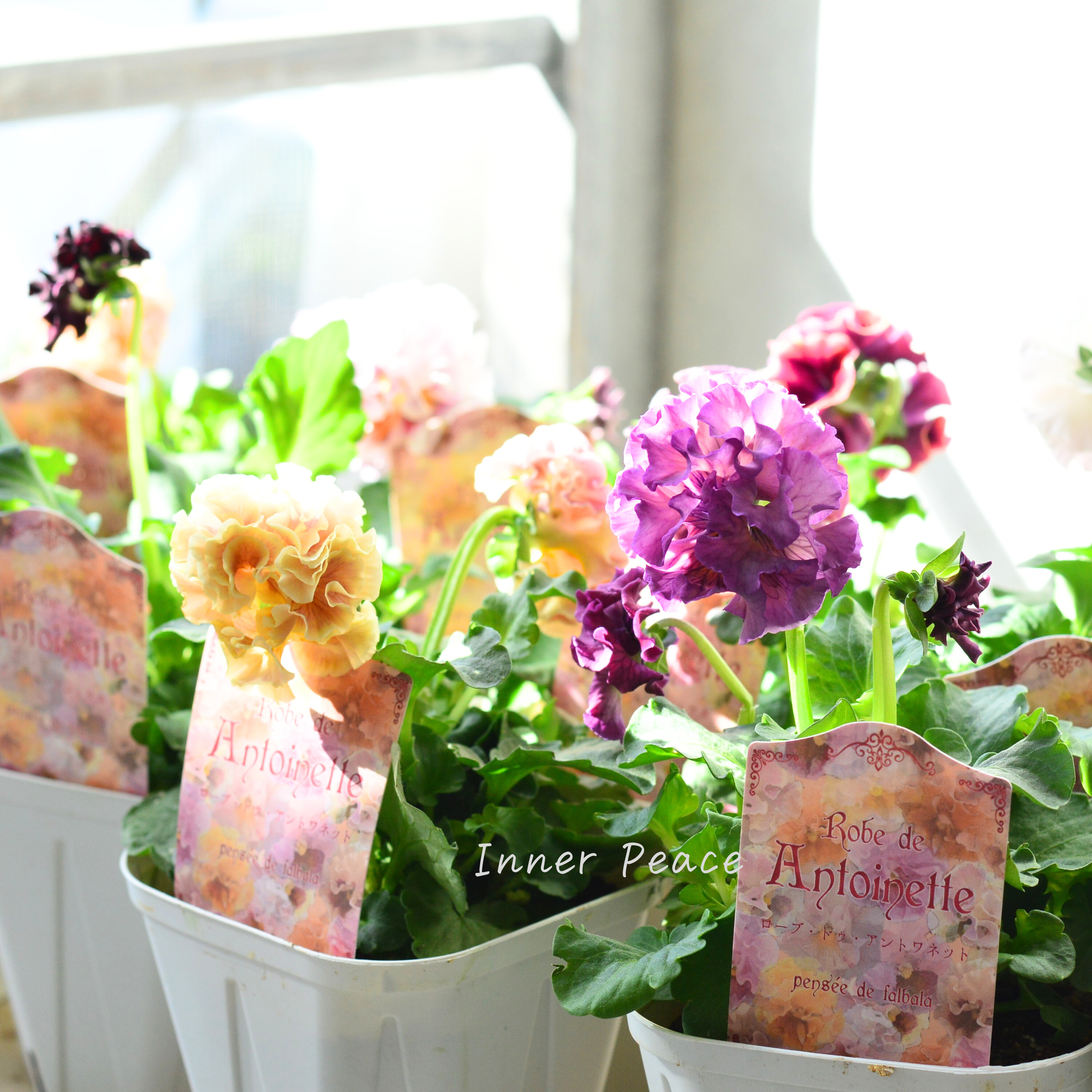 【サトウ園芸さん】 パンジー 『ローブ ドゥ アントワネット』 3.5寸POT