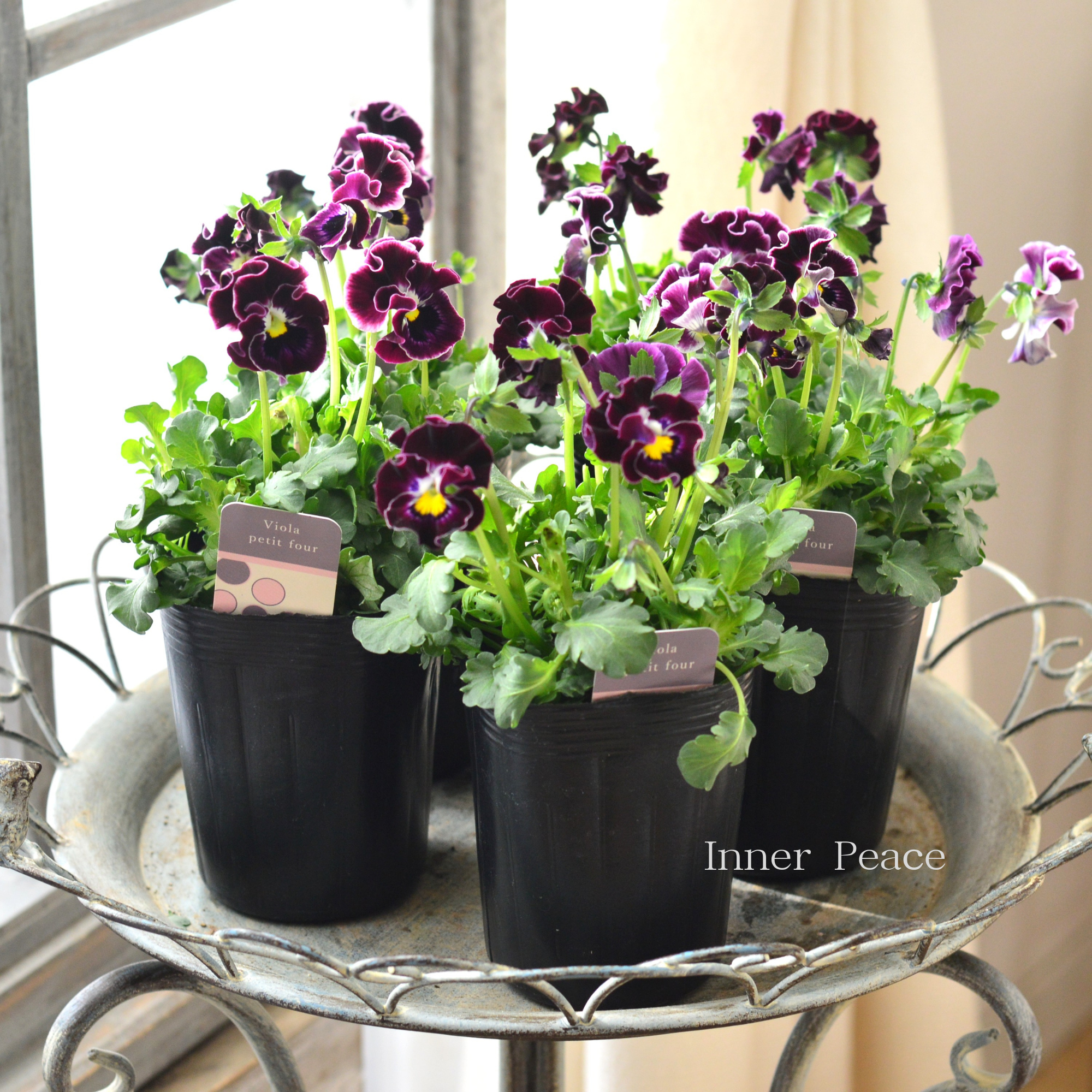 ハルグリンさん】 ビオラ 『プティフール・ワインレッド系』 3寸POT