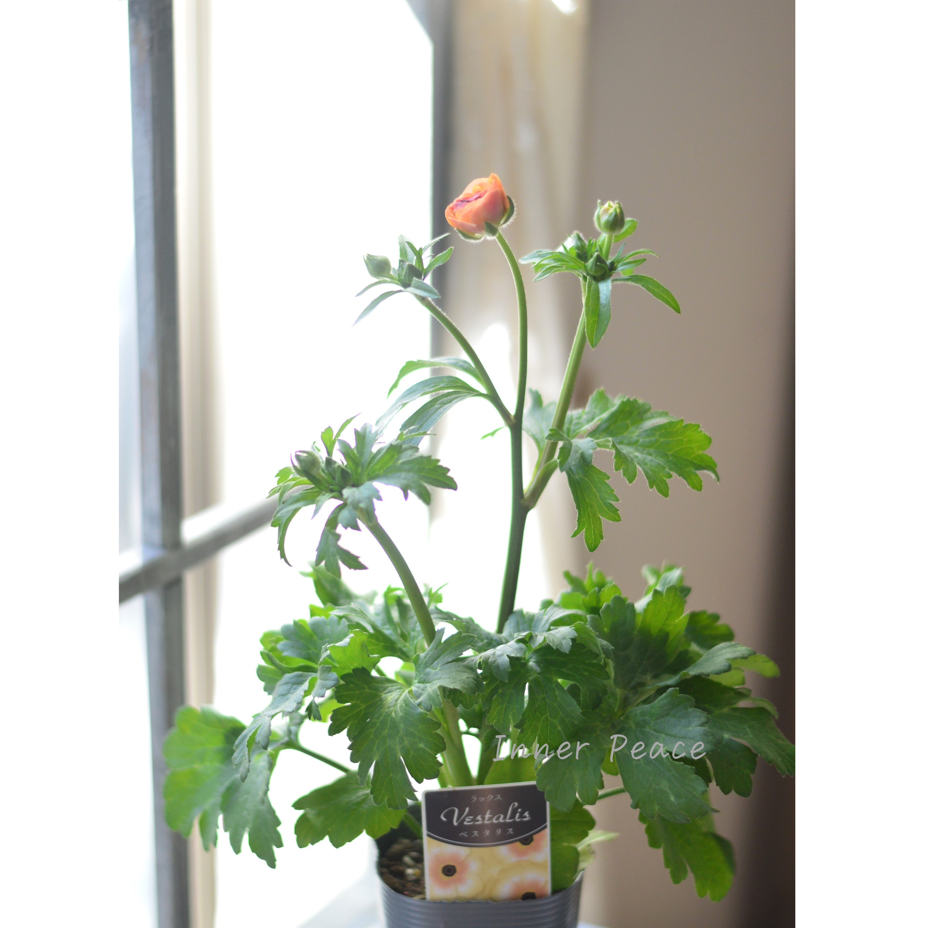 【美しい】 ラナンキュラス・ラックス 『ベスタリス』 3.5寸POT