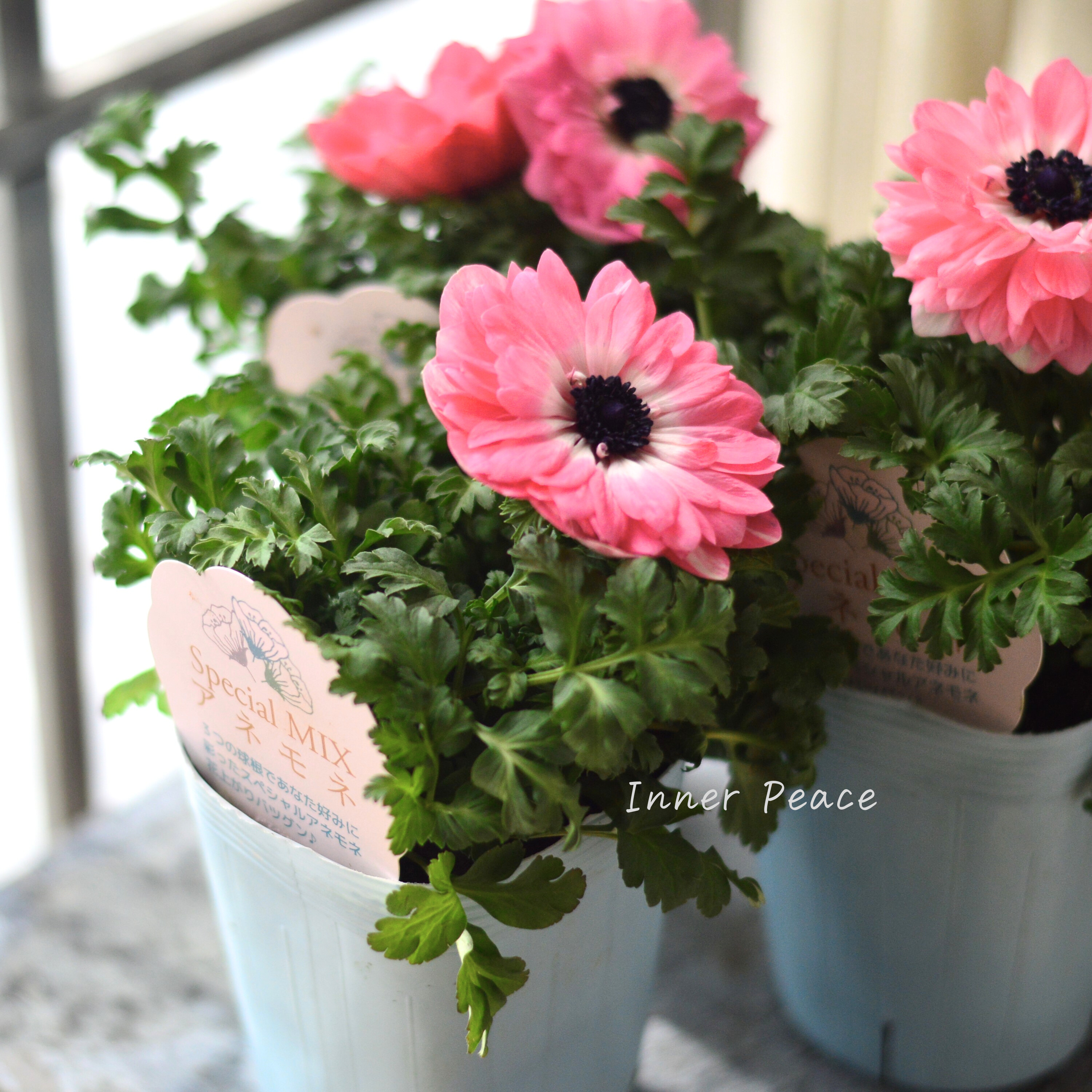 【神花園さん】 3本植え! 八重咲きスペシャルミックスアネモネ 『ピンク』 3.5寸ロングPOT