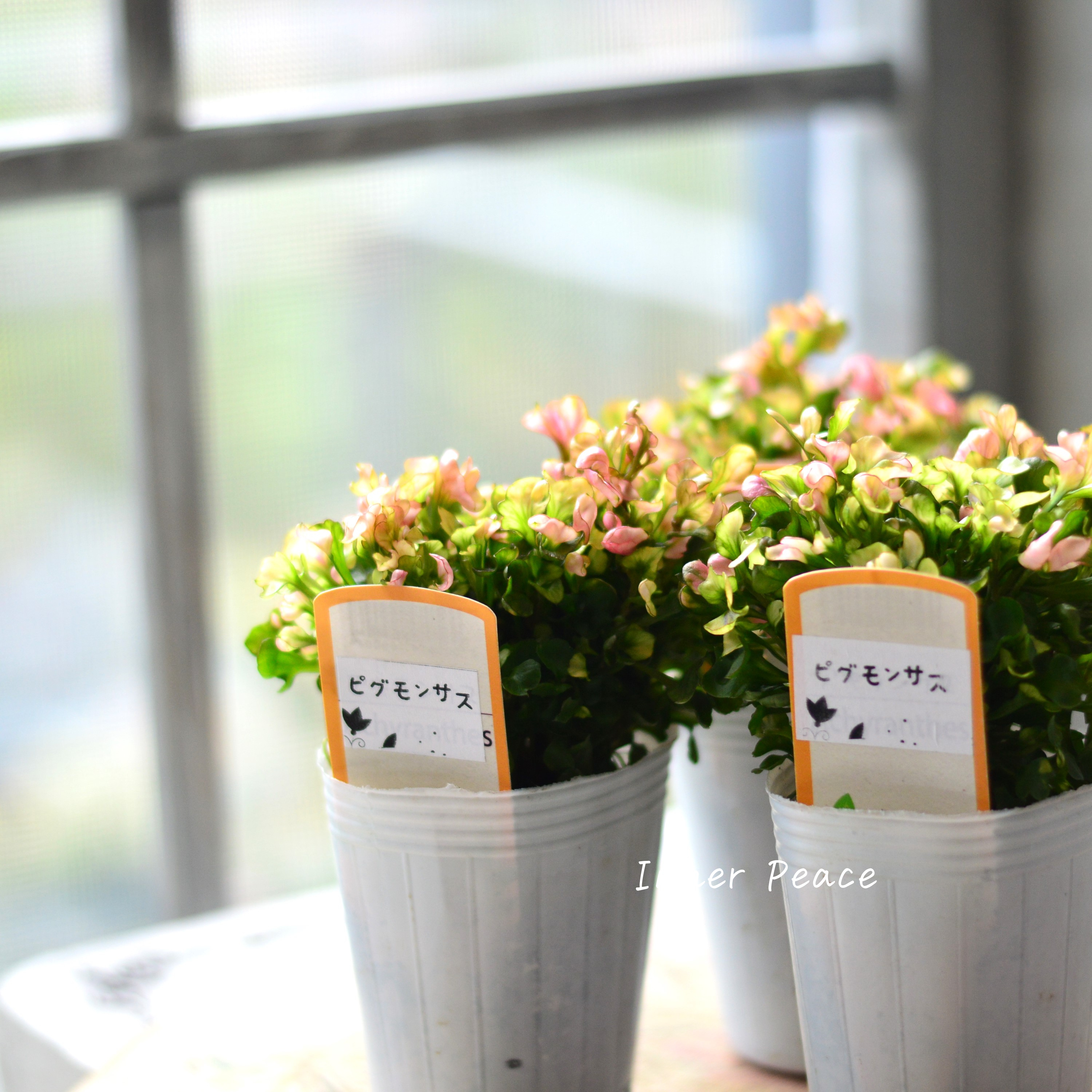 【秋色】アルテルナンテラ『ピグモンサス』 2.5寸POT