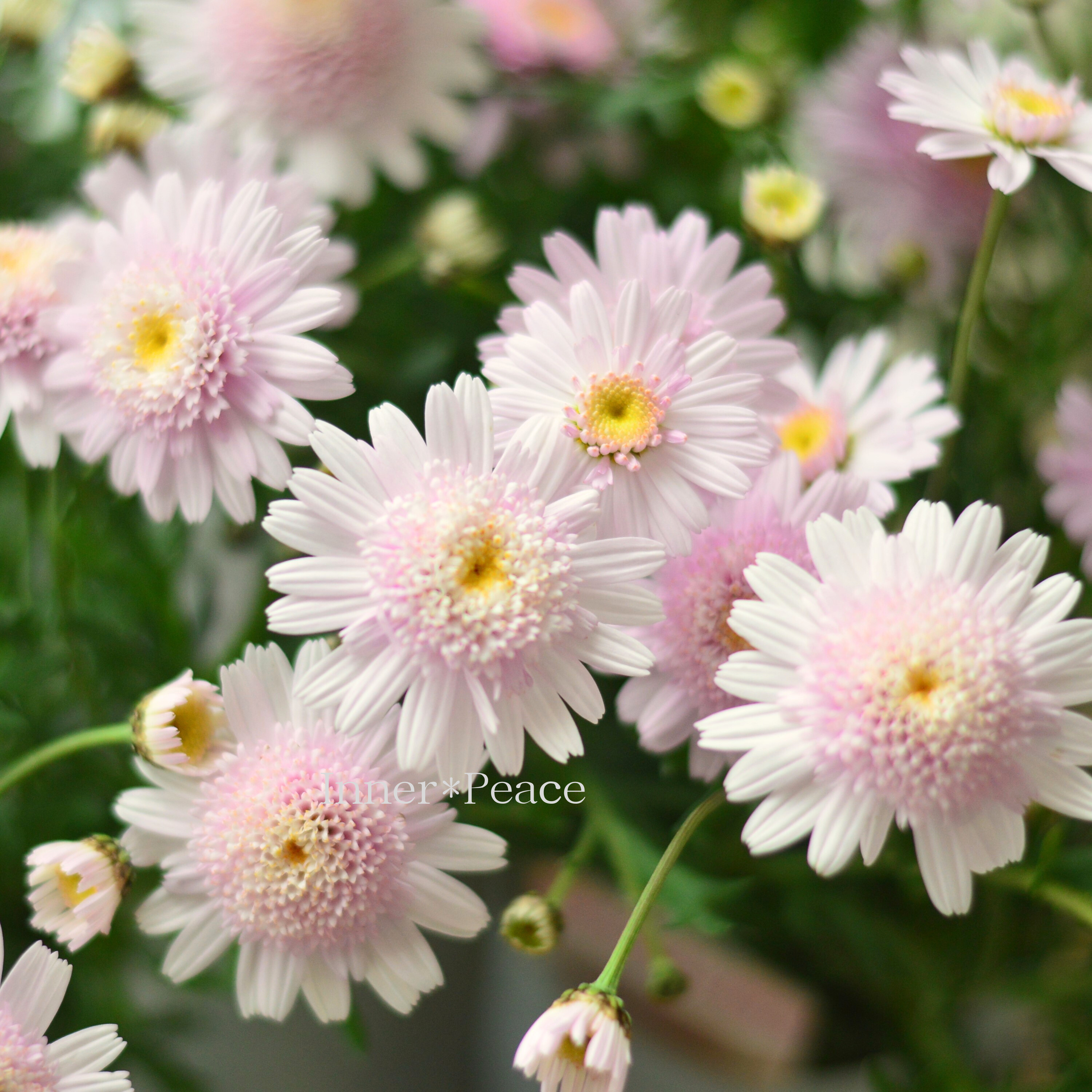 【松原園芸さん】 マーガレット 『ぽぽたん・ベビーピンク』 3寸ロングPOT