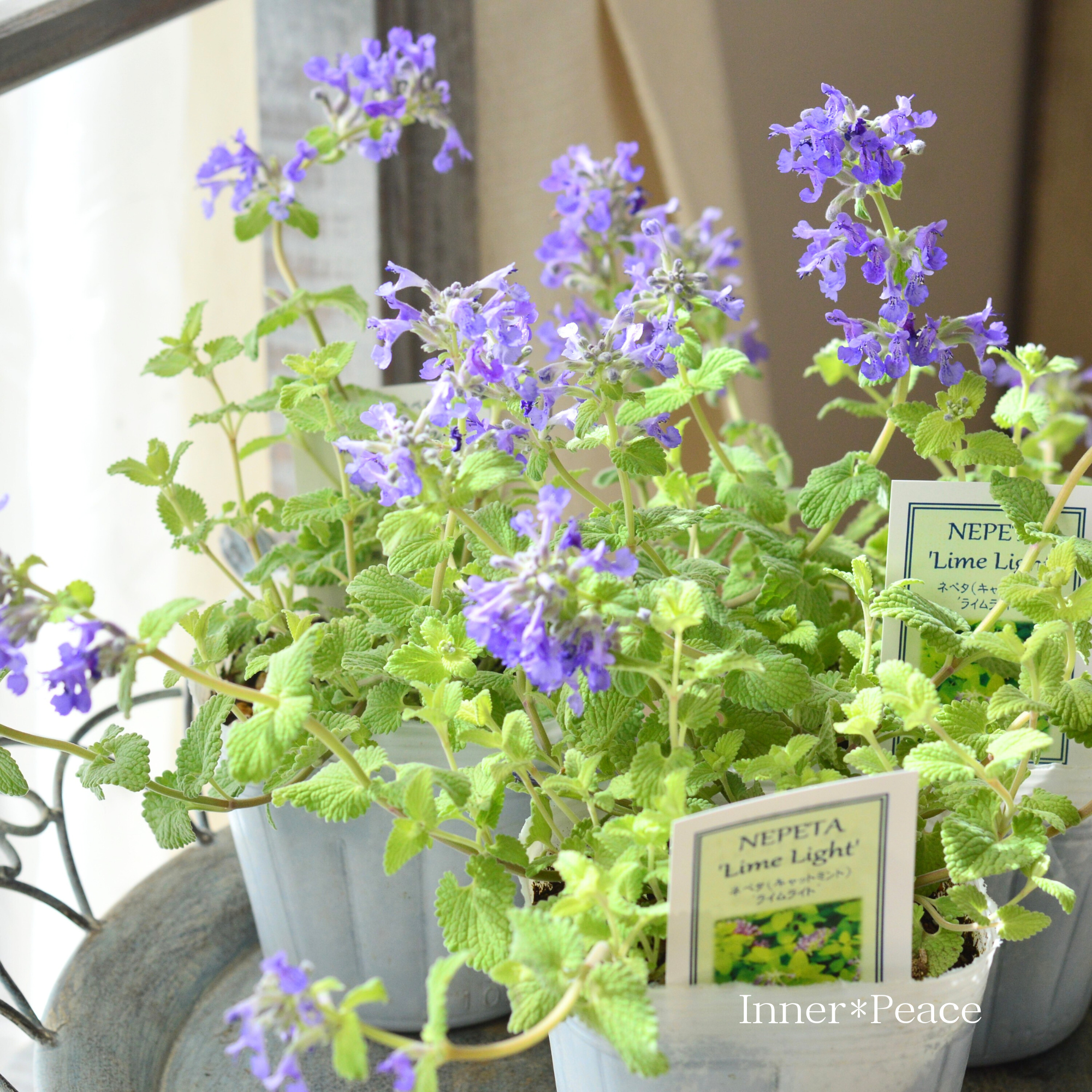 【爽やか】 ネペタ 『ライムライト』 3.5寸POT