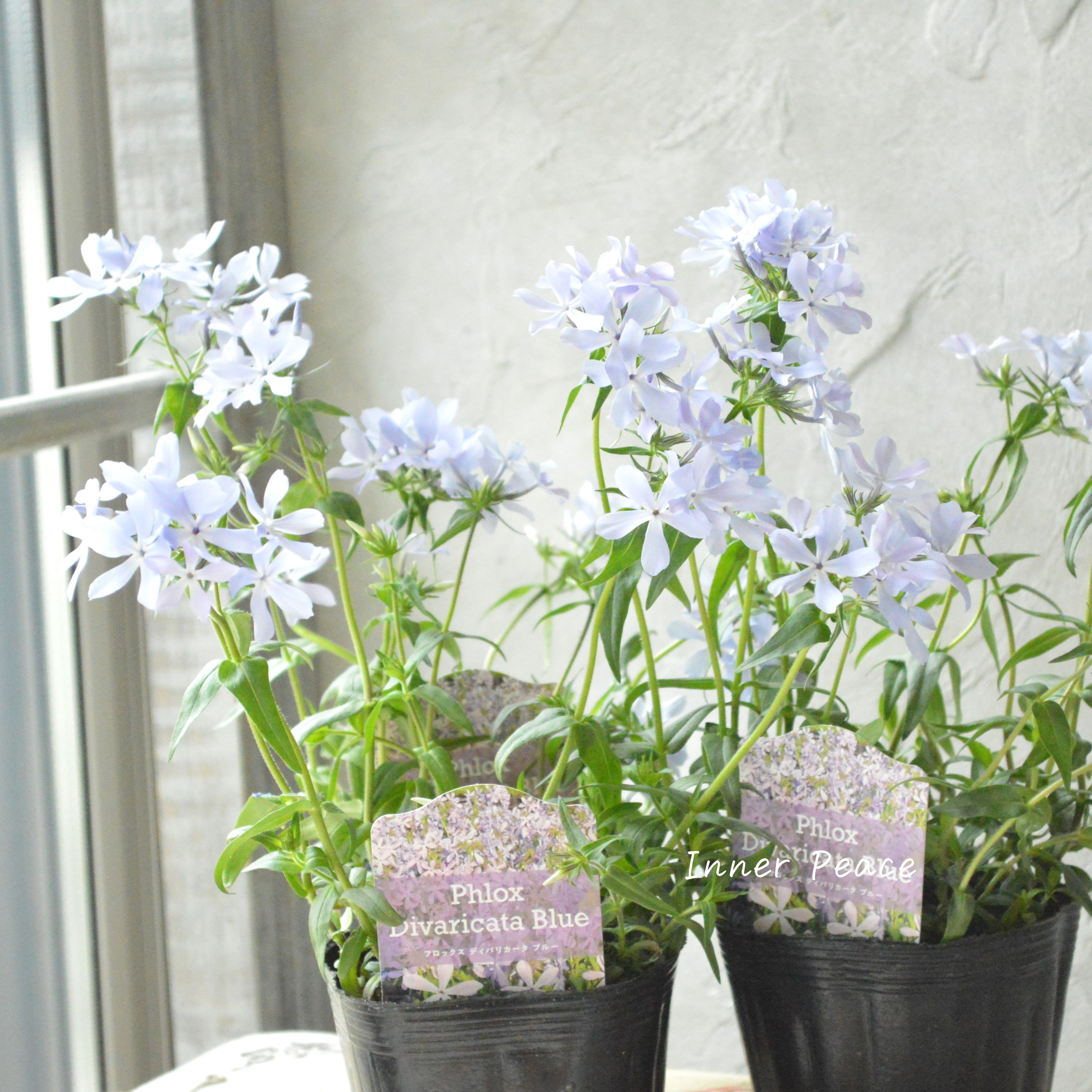 【宿根草】 フロックス 『ディバリガータ・ブルーパフューム』 3寸POT