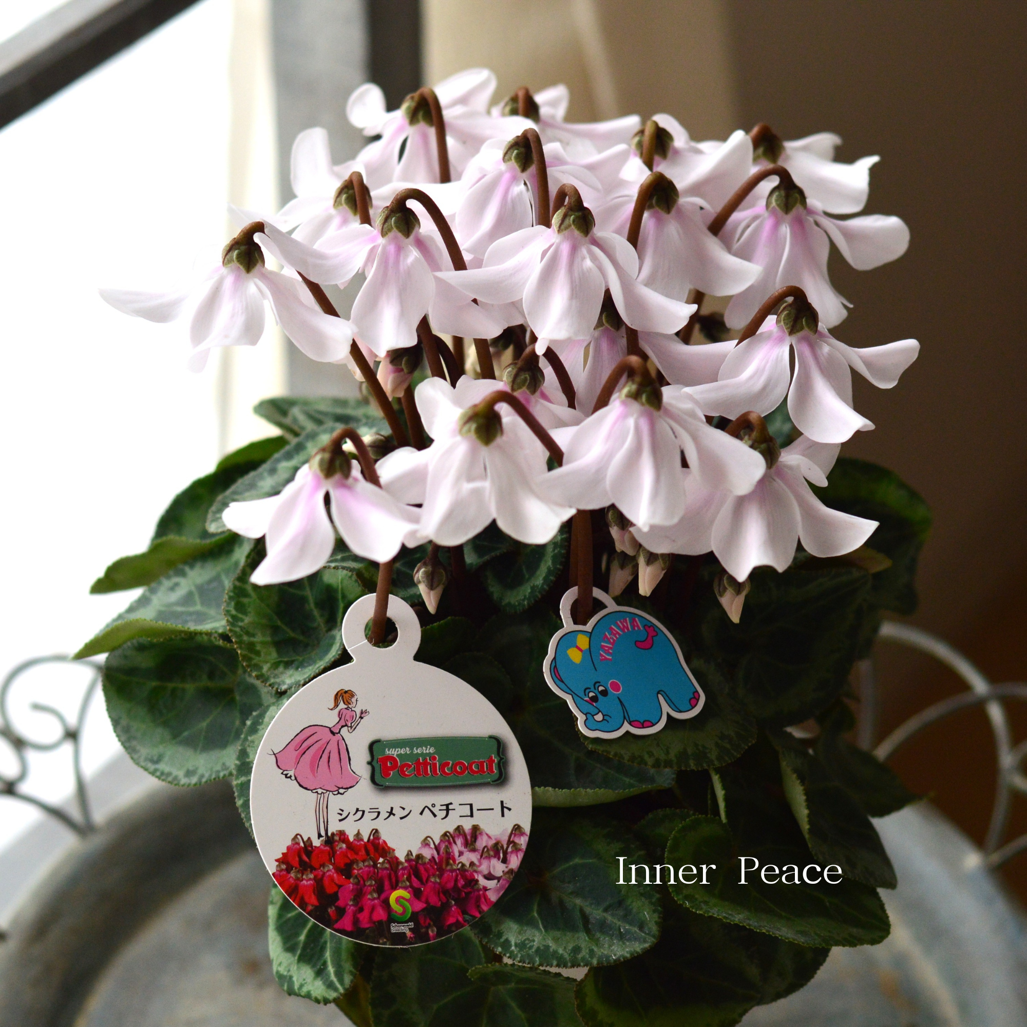 【希少】 シクラメン 『ペチコート』 4寸プラ鉢