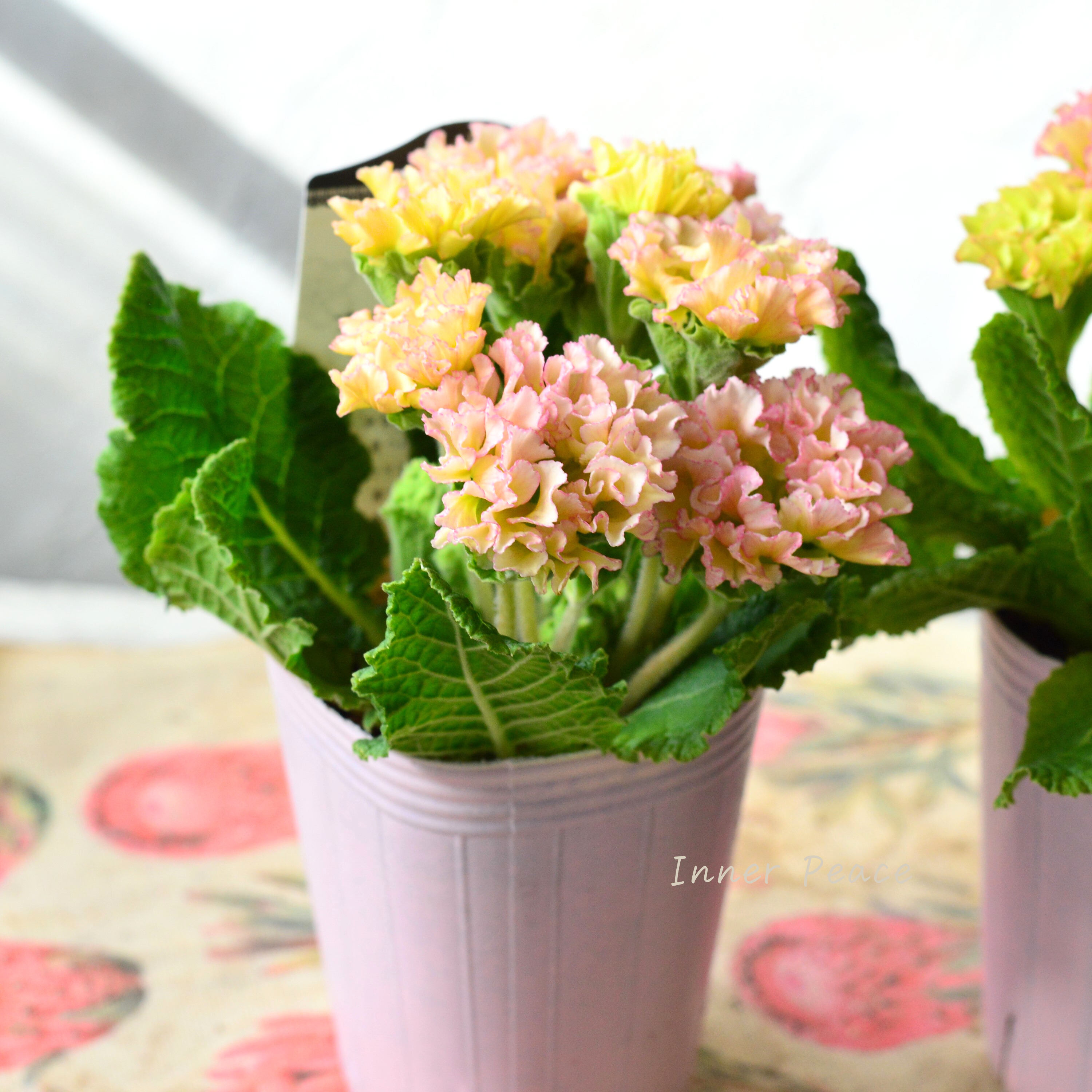 【k-plantsさん】 フリンジ咲き プリムラ 『ポンポンラパン・オレンジミックス系』 2.5寸ロングPOT