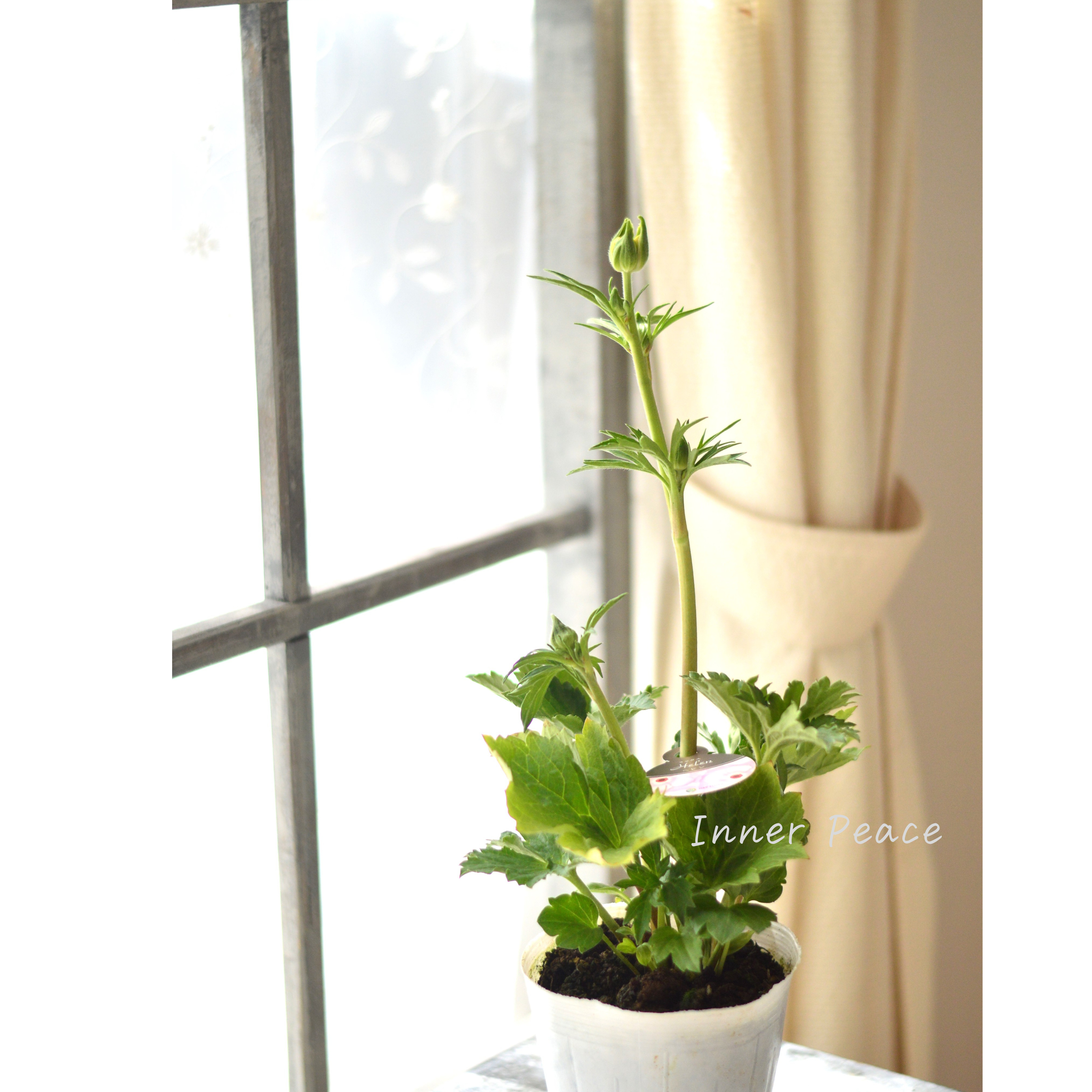 【美しい】 ラナンキュラス・ラックス 『ヘレン』 4寸POT