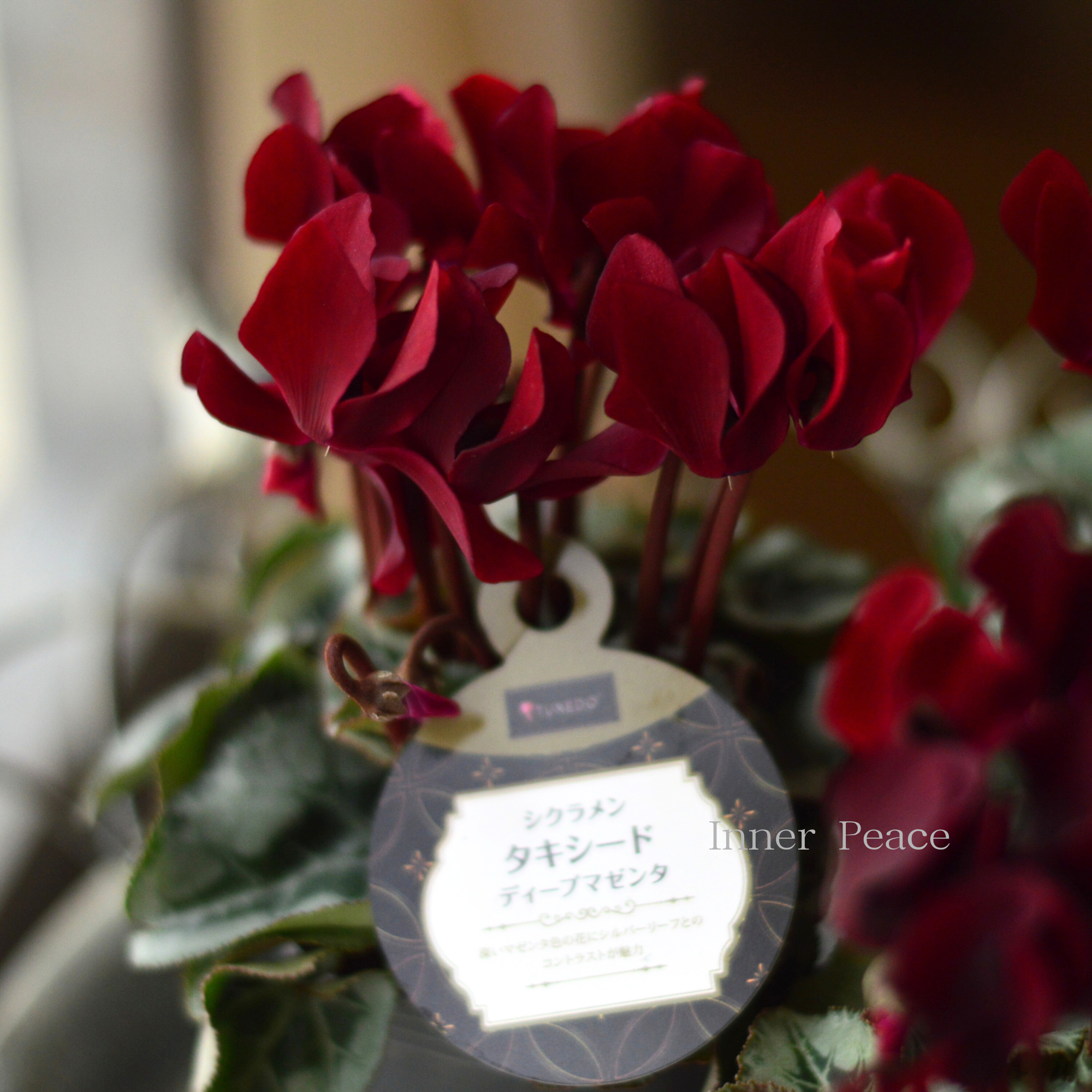 【オシャレ】 シクラメン 『タキシード・ディープマゼンタ』 2.5寸ロングPOT