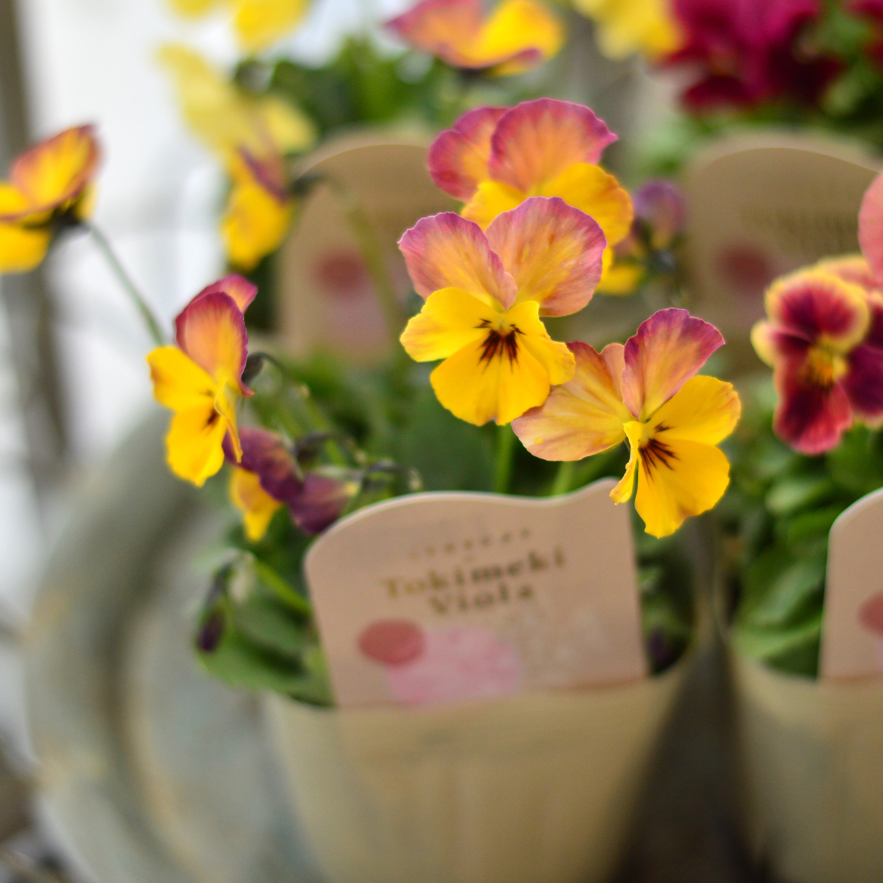 【希少】 ときめきビオラ 『お名前なし』 3.5寸POT